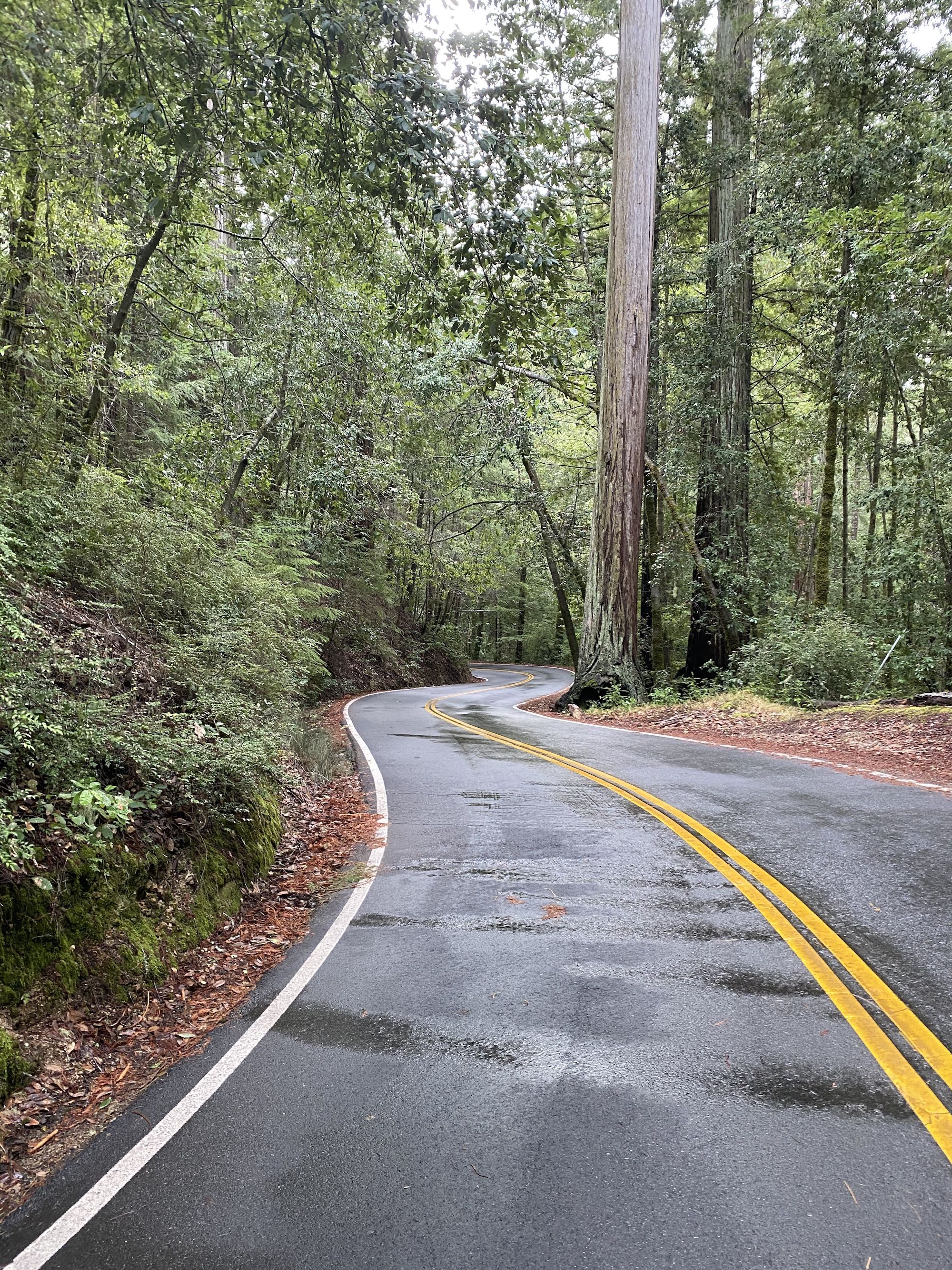 Empty pavement running through a forest