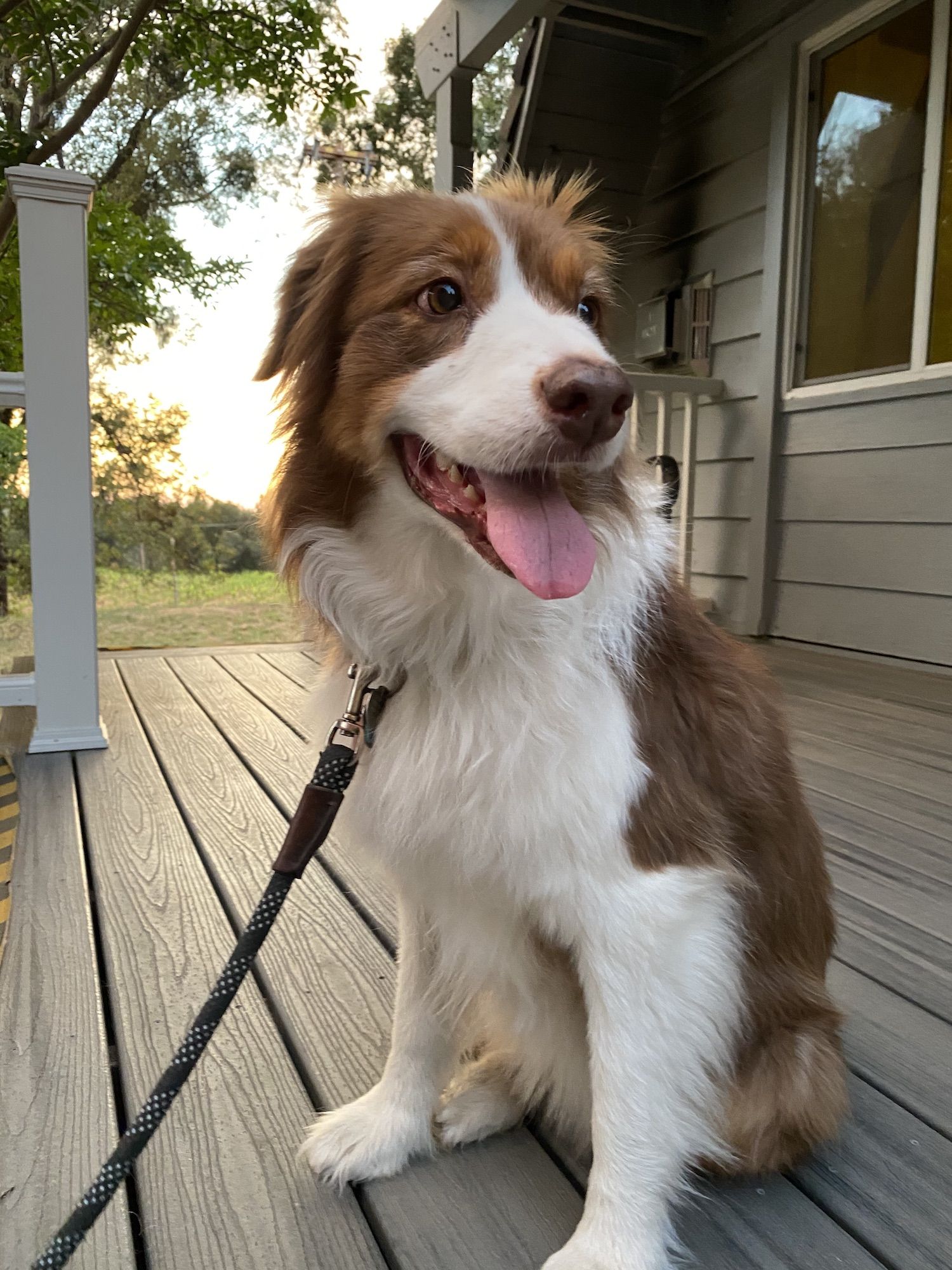 Dog sitting on a patio, waiting to go on a hike. 