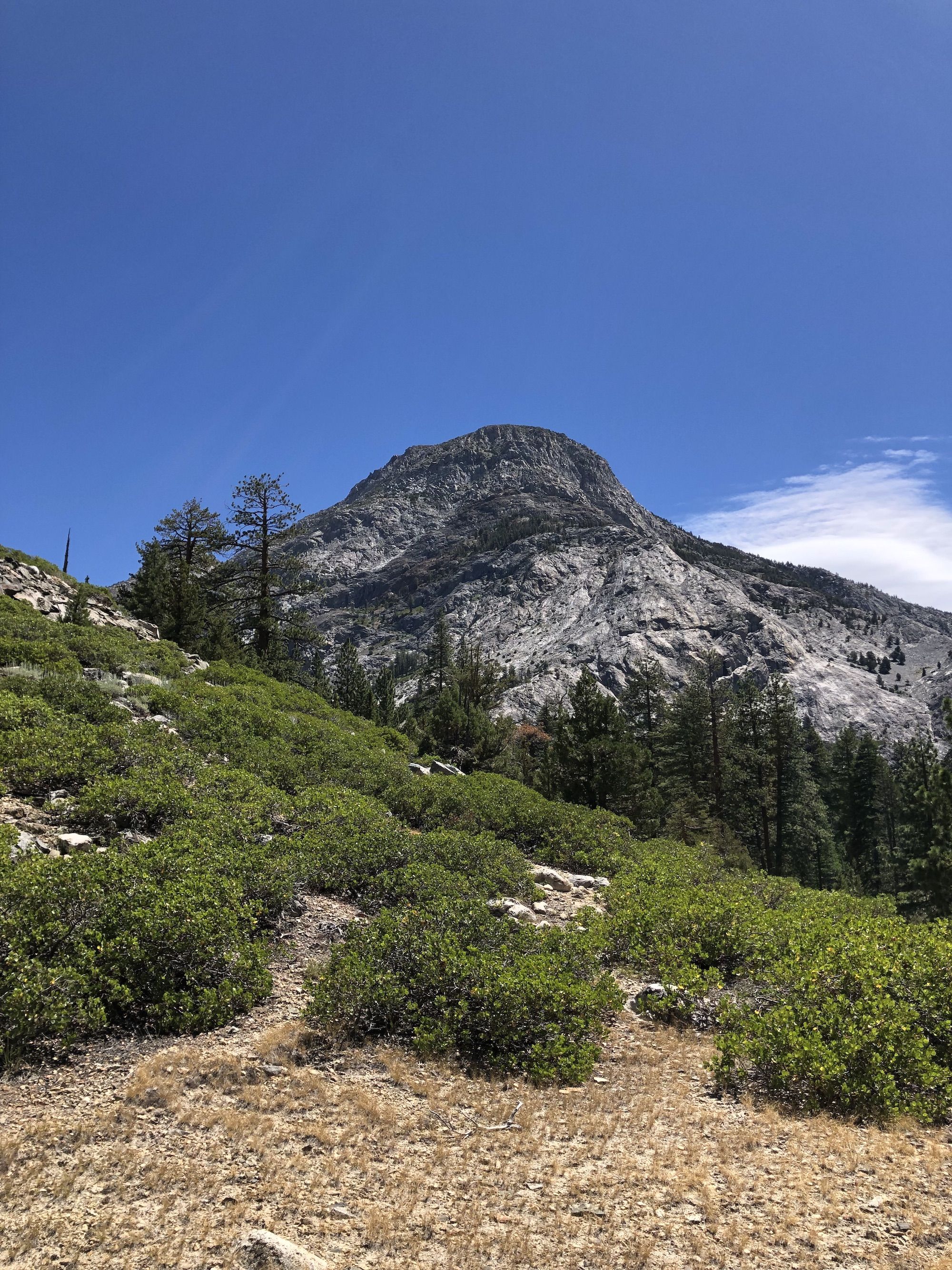 Low brush covering the ground, a tall mountain in the background.