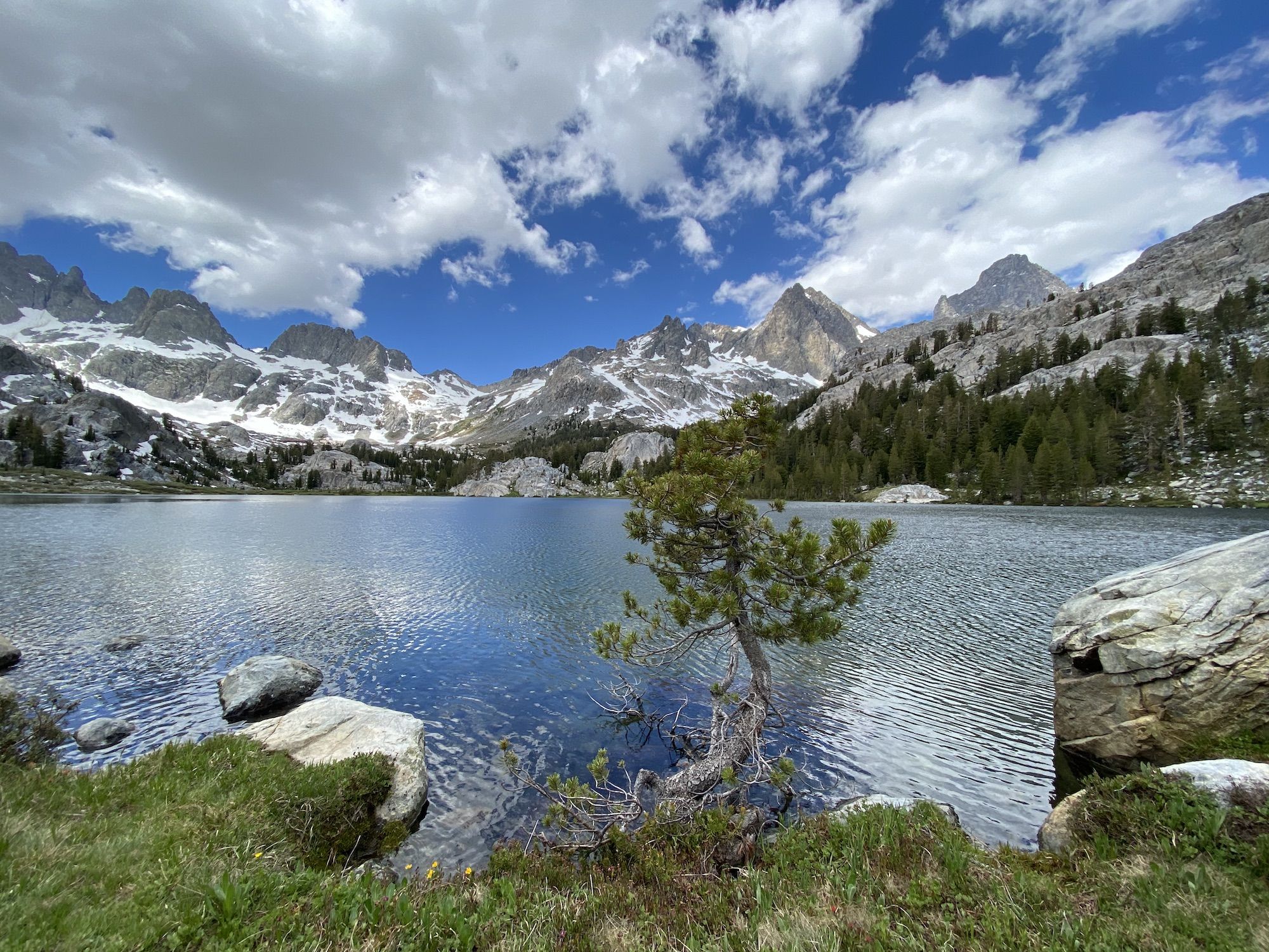 A small pine tree growing right on the waterline 