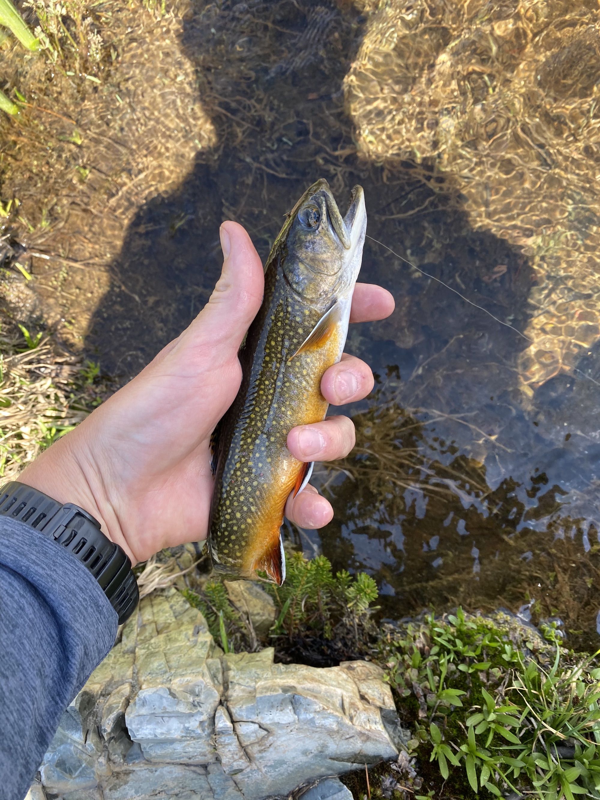 A man holding a brook trout 