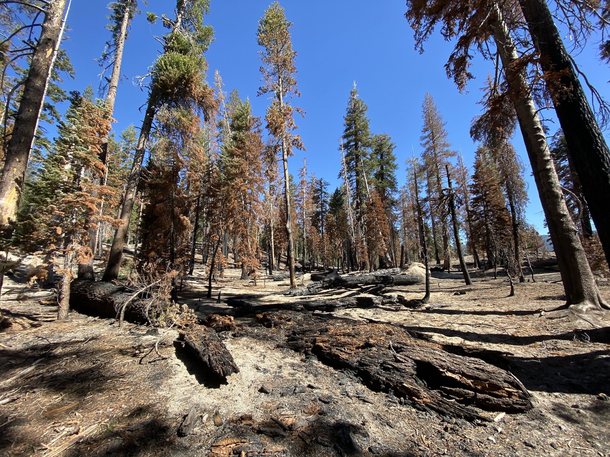 A burned forest floor, the tops of the trees are still green while the bottoms are black.