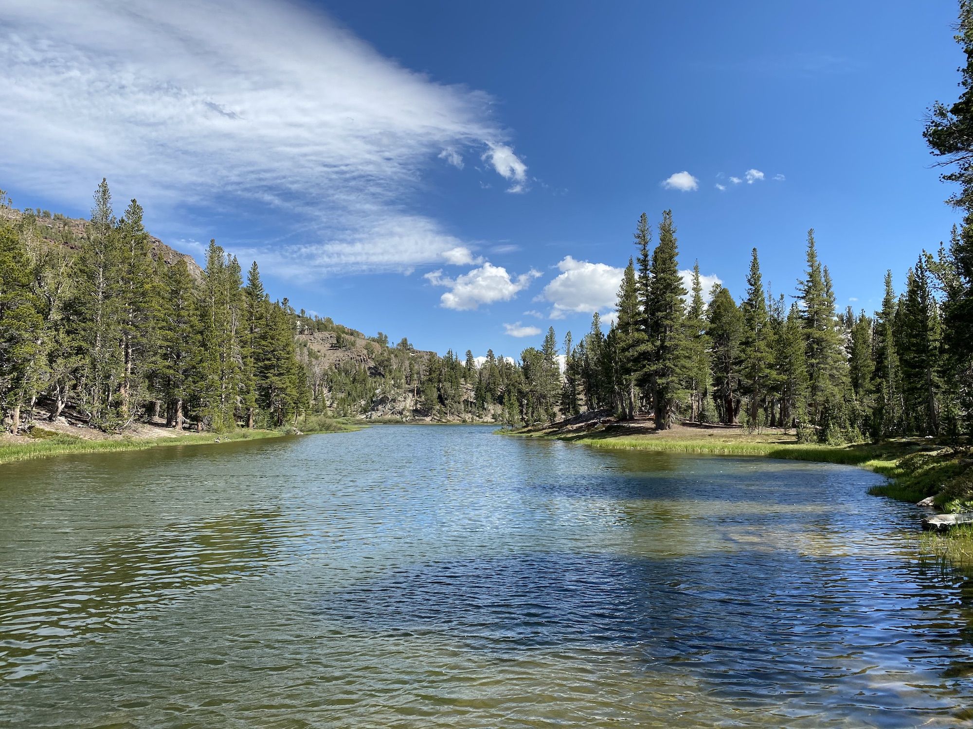 A lake in the woods with reeds along the shore