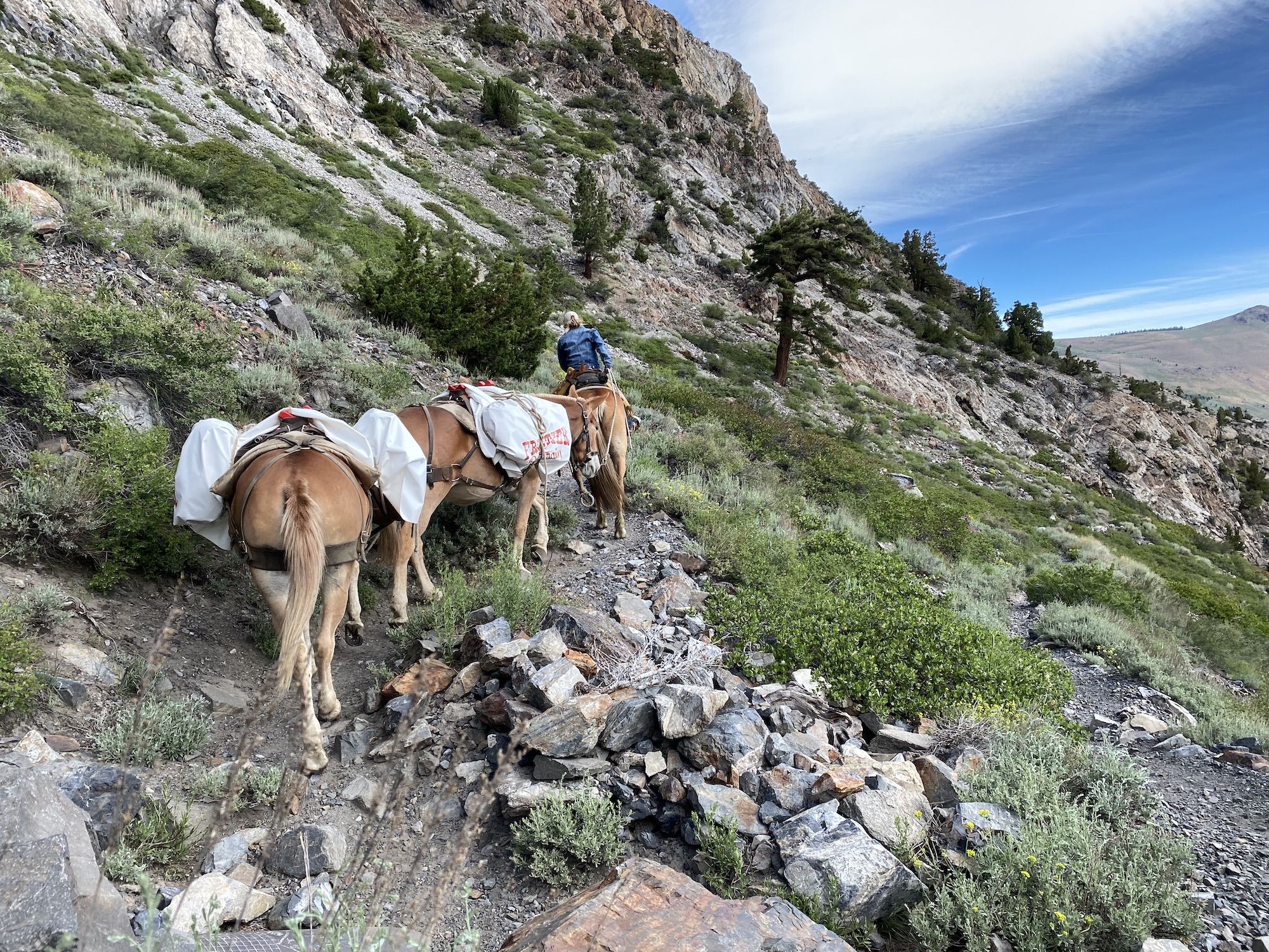 A woman riding on a horse, leading two mules