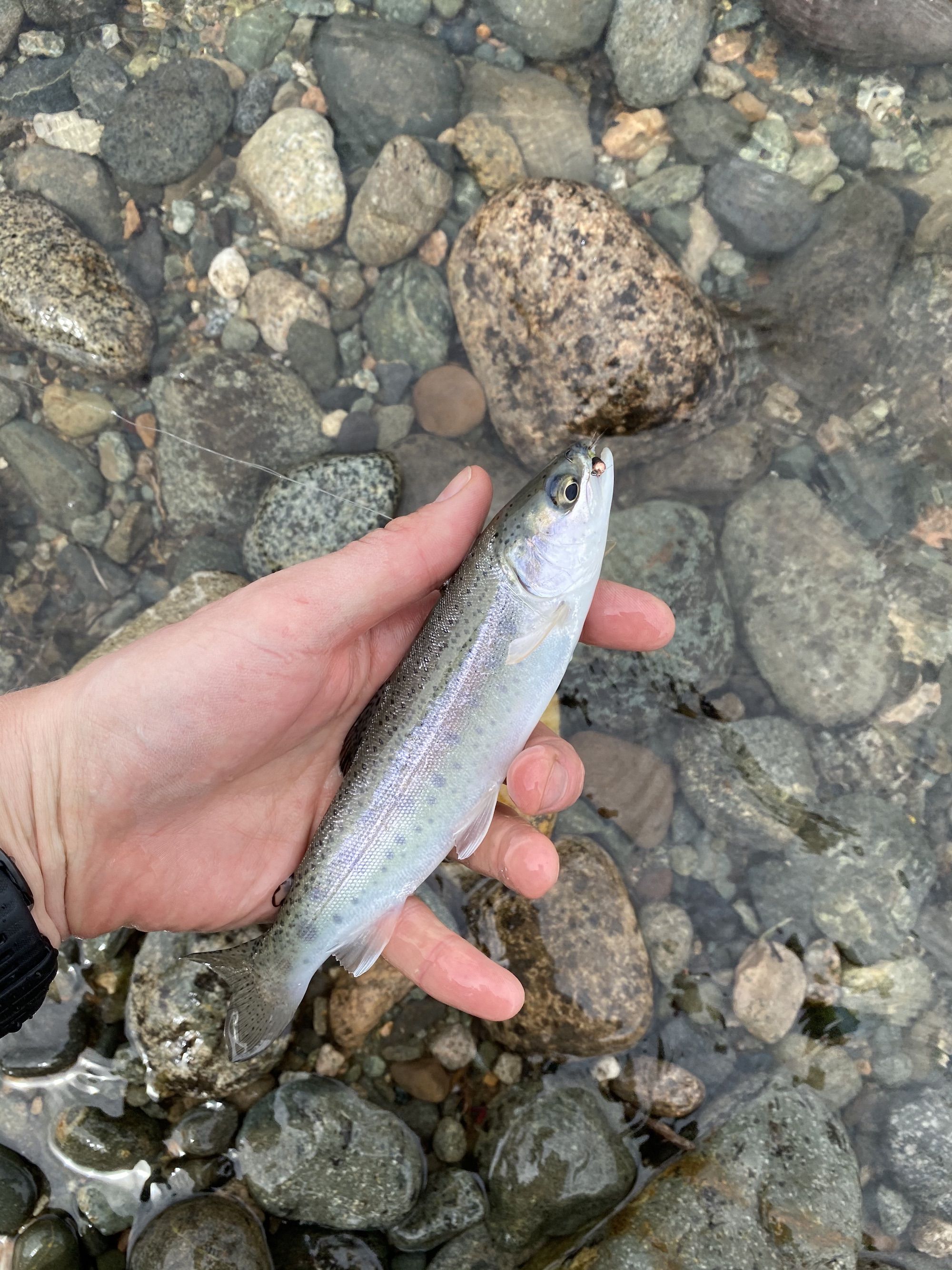 A small rainbow trout with a nymph fly in its mouth
