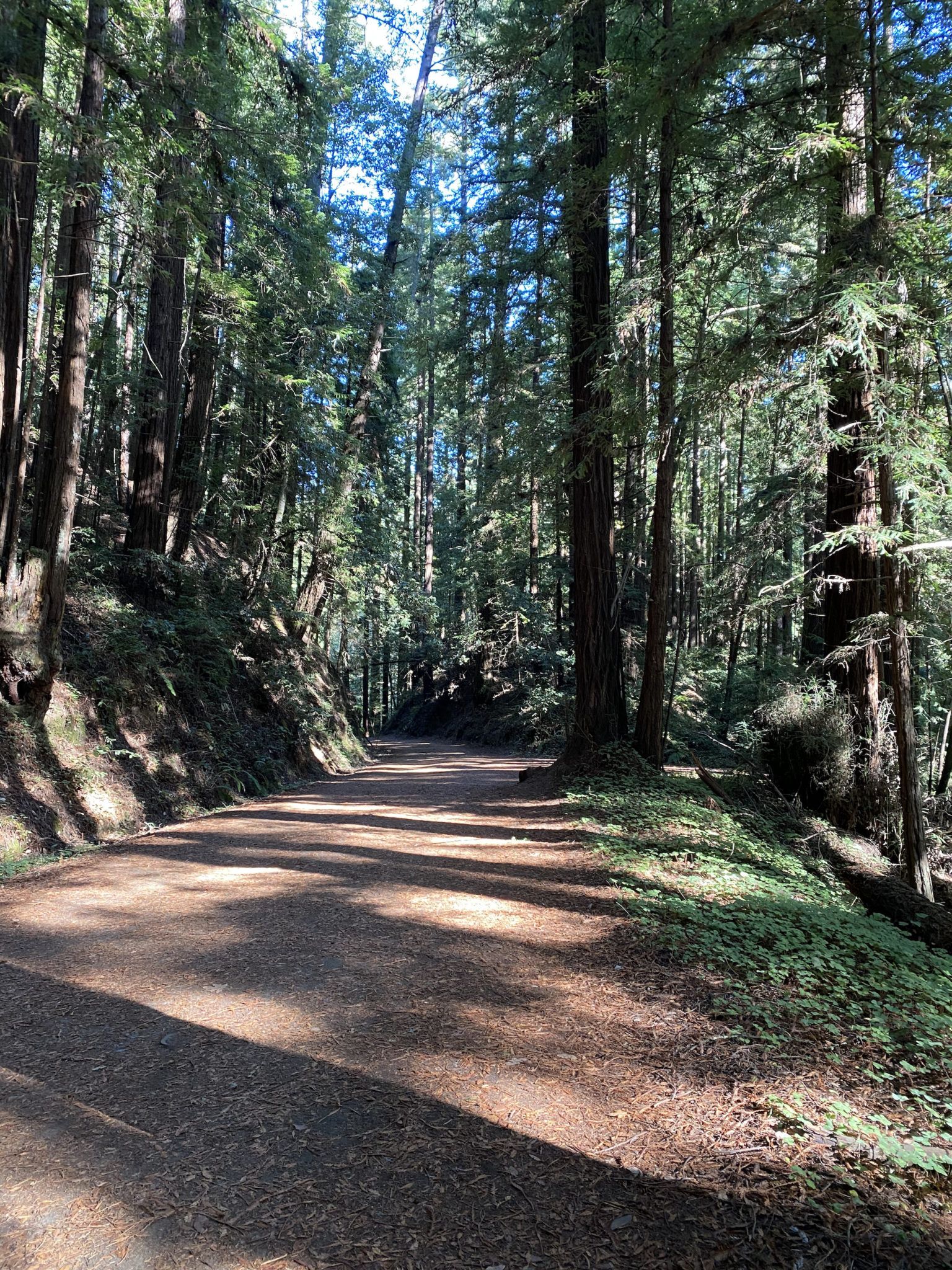 A gravel road through redwood trees. 