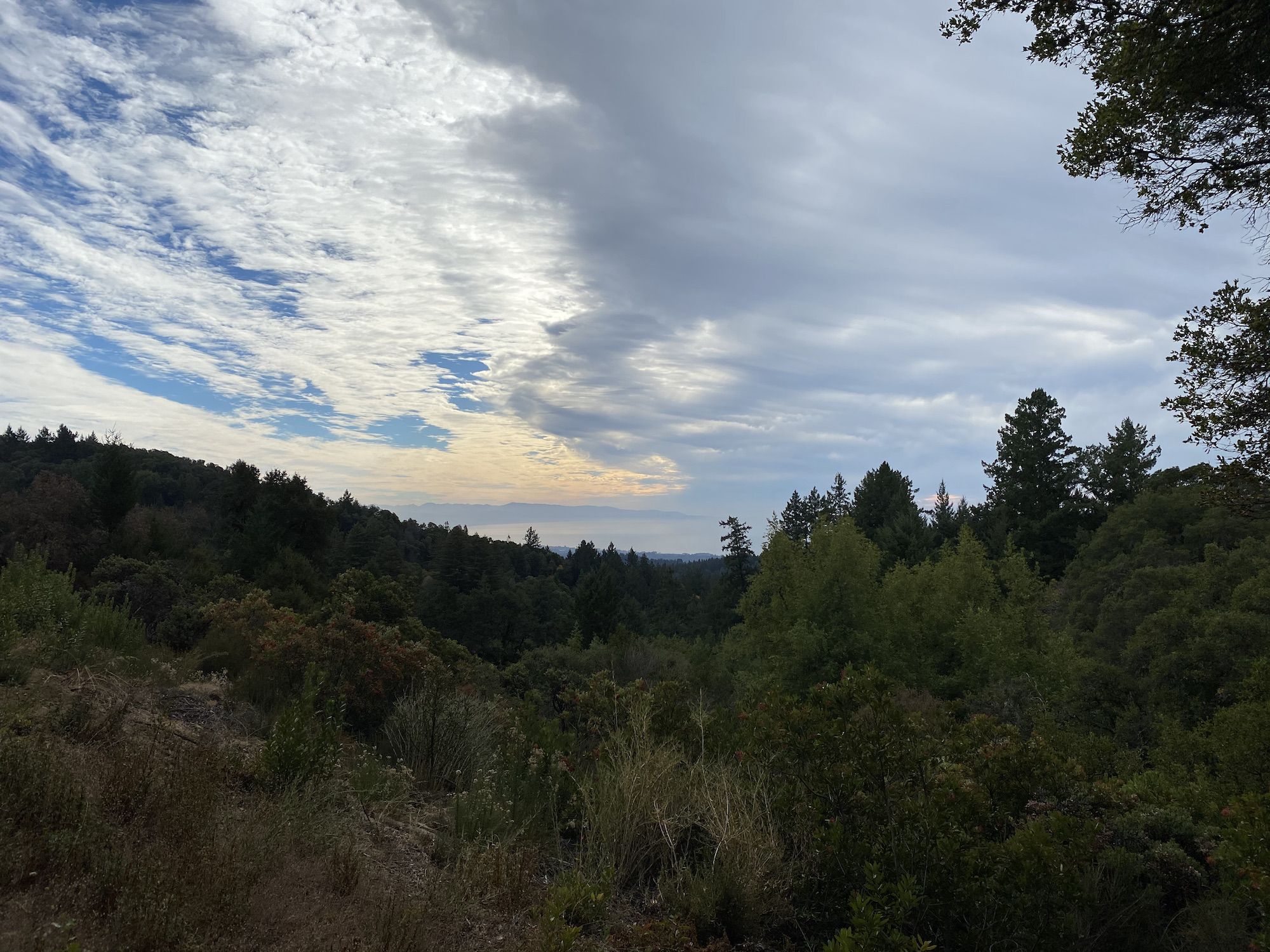 Monterey Bay in the distance behind a forest. 