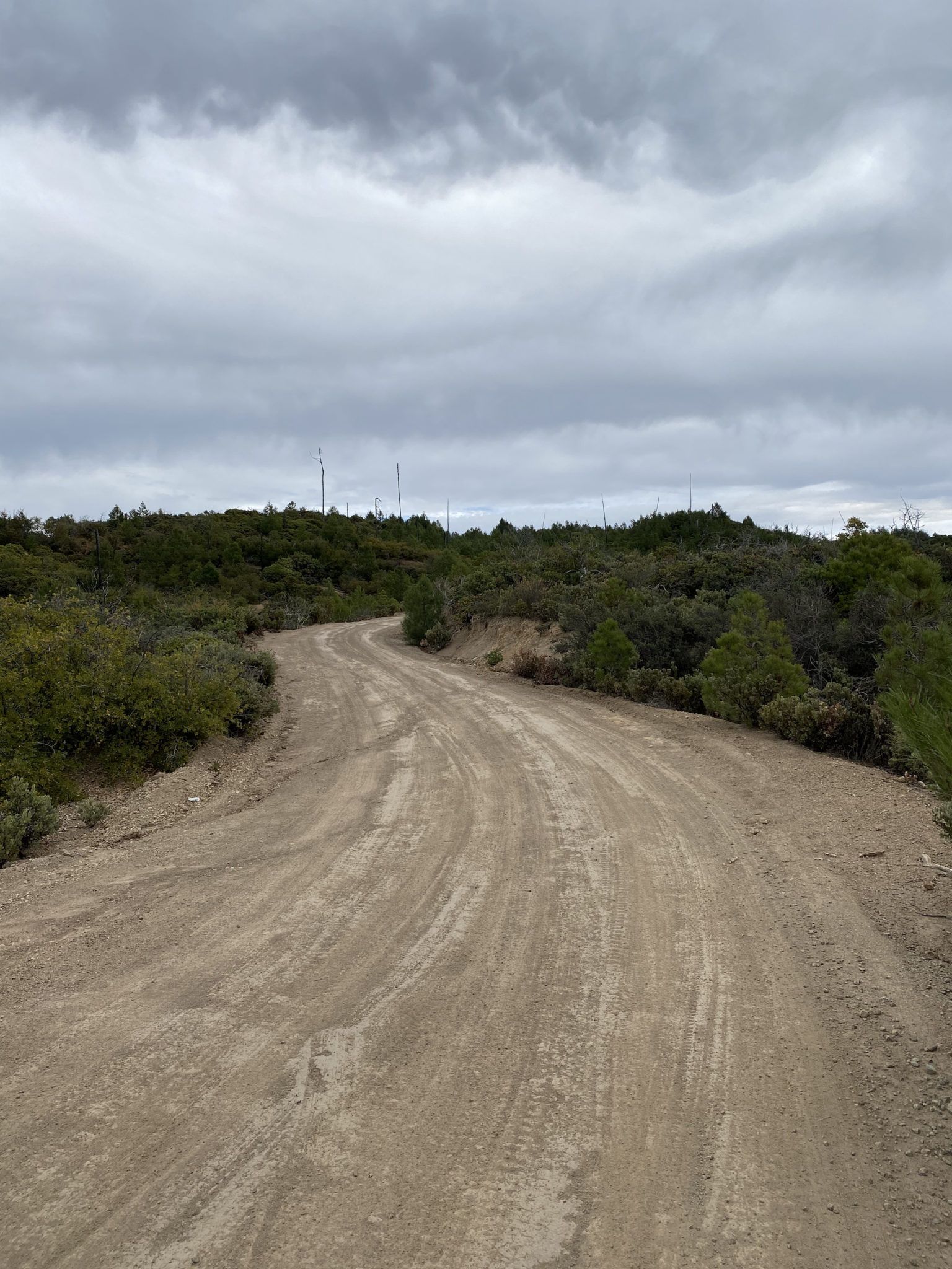 A dirt road through green bushes. 