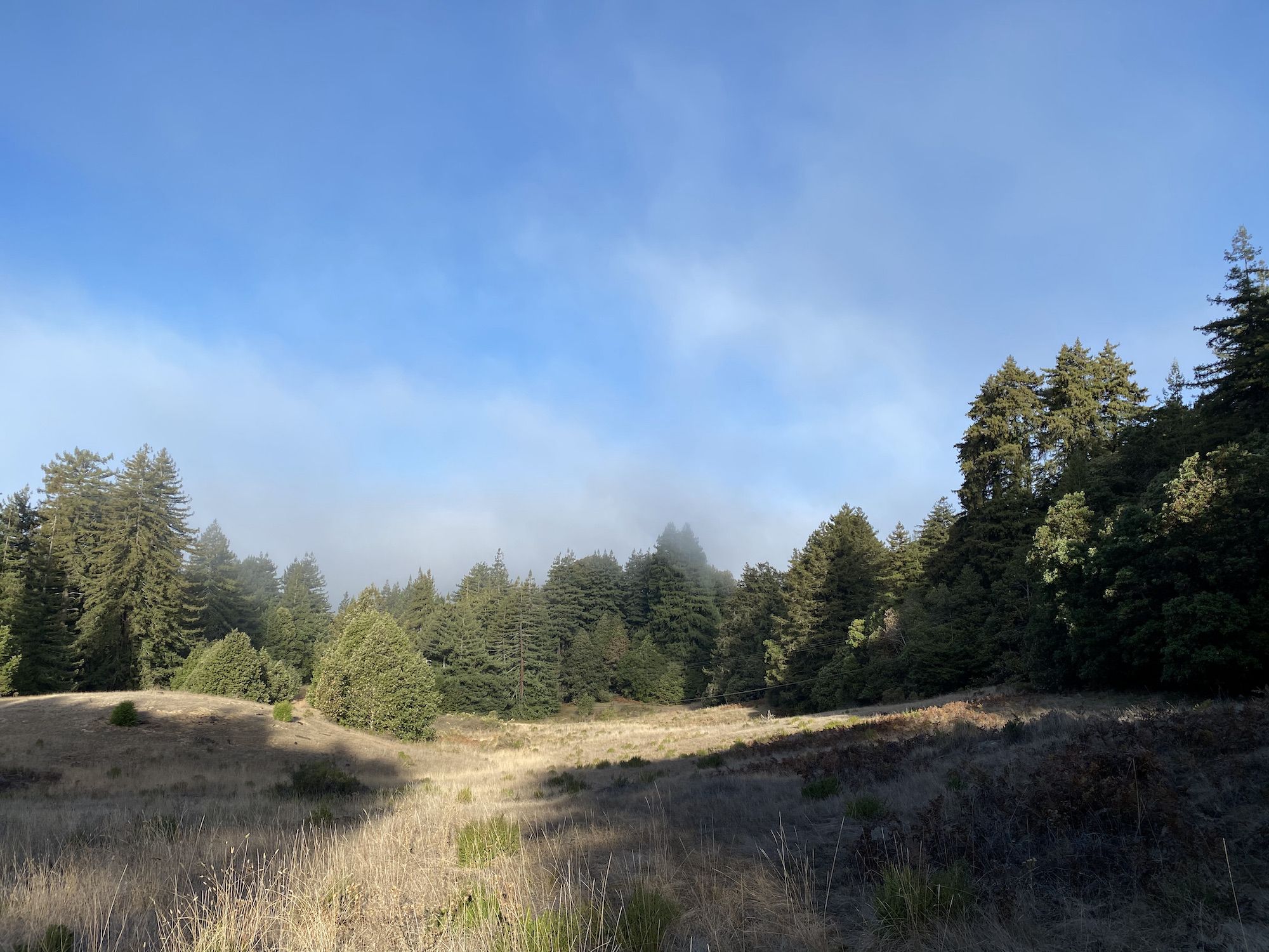 A golden field surrounded by trees and lingering fog. 