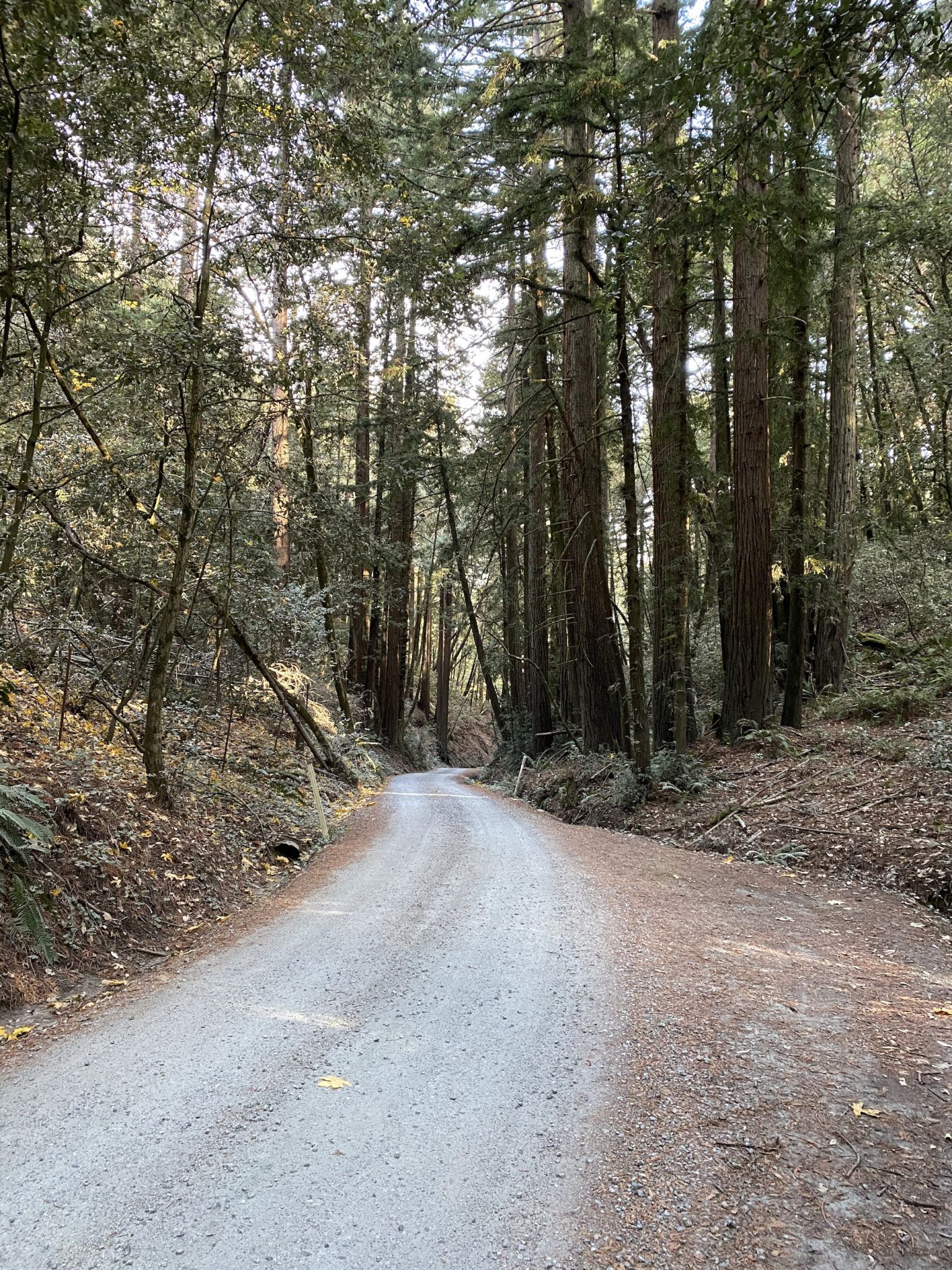Gravel path through redwoods