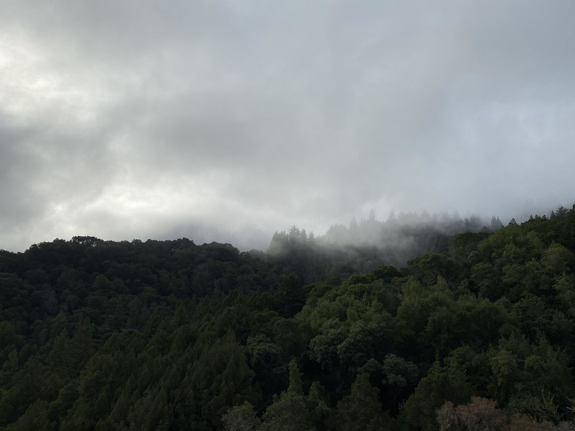 Forest disappearing into a thick fog.