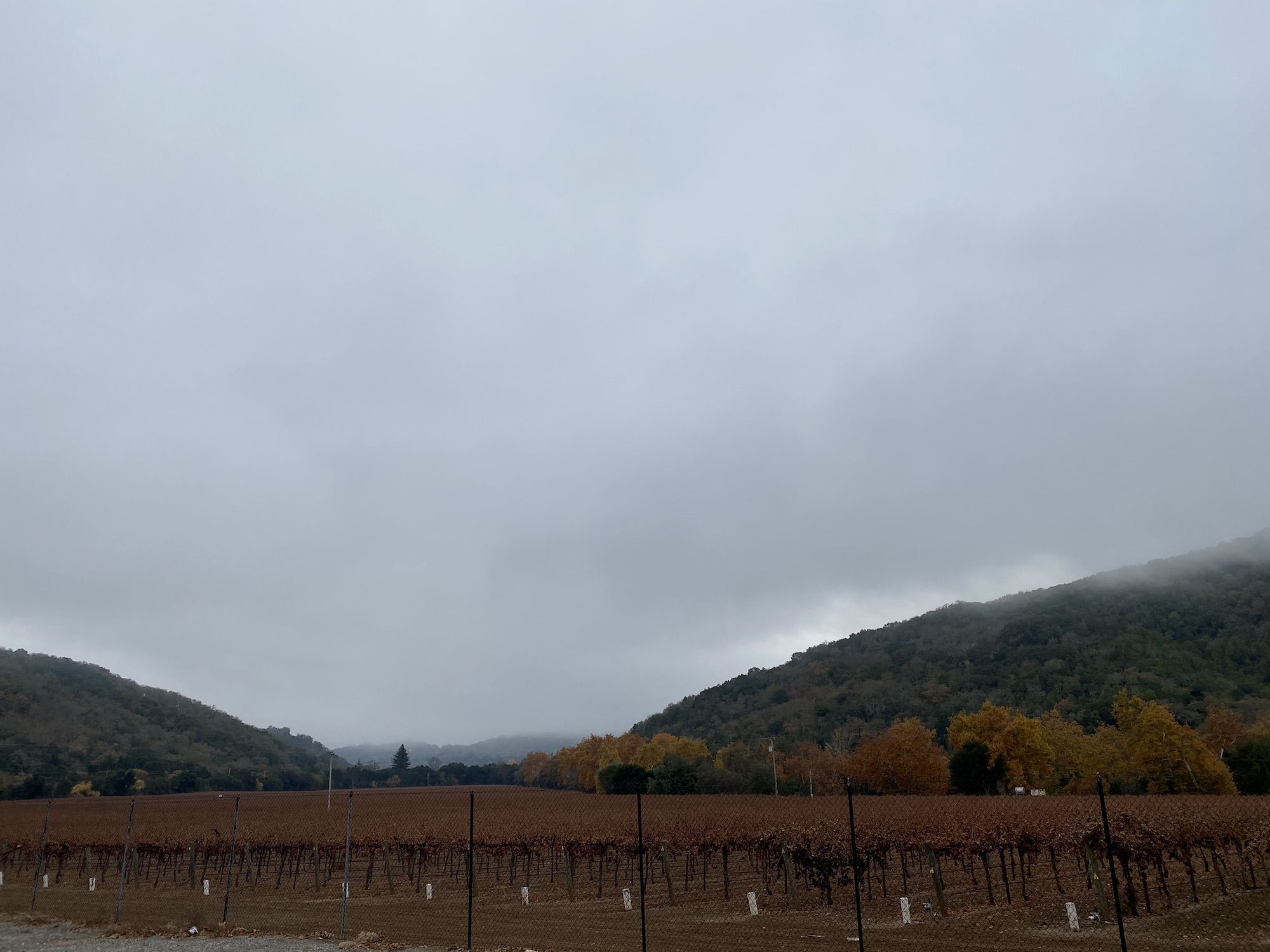 A vineyard with brown leaves under a dark and gloomy sky. 