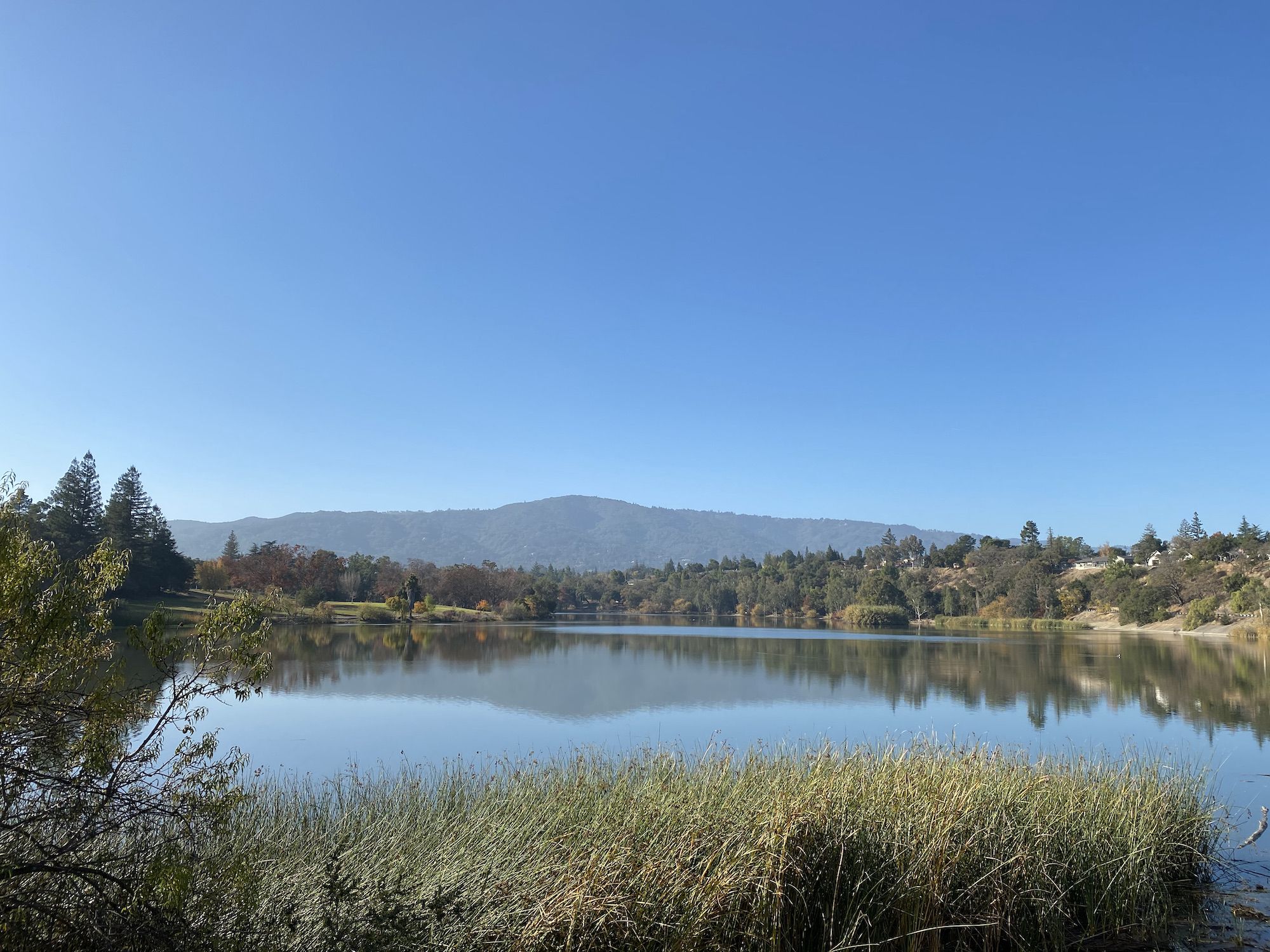 A calm lake with reeds in the foreground.