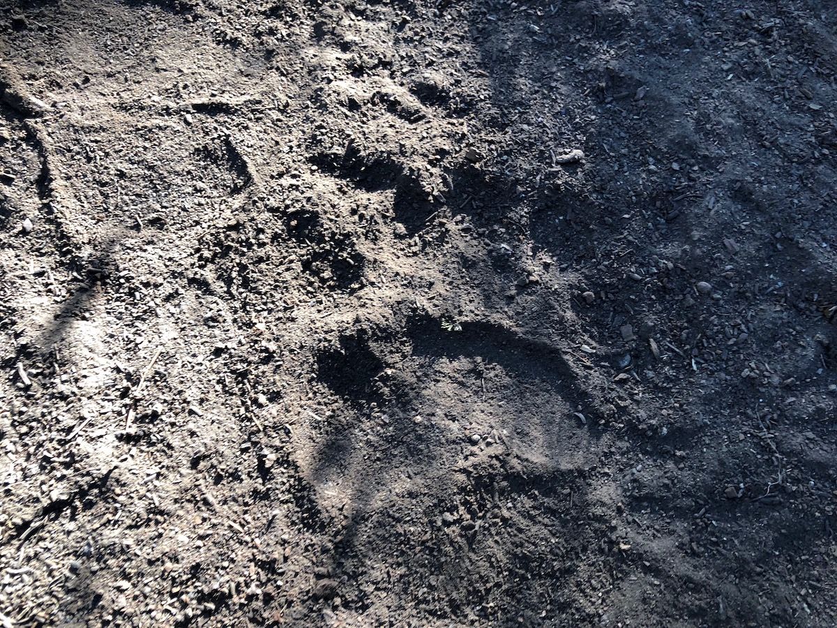 Fresh bear print on the trail.