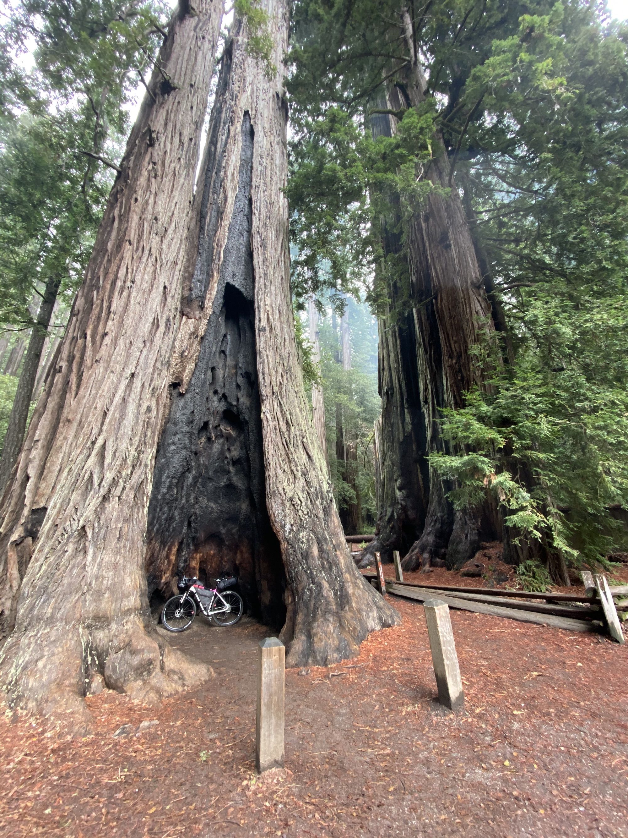 A bike inside a large redwood tree