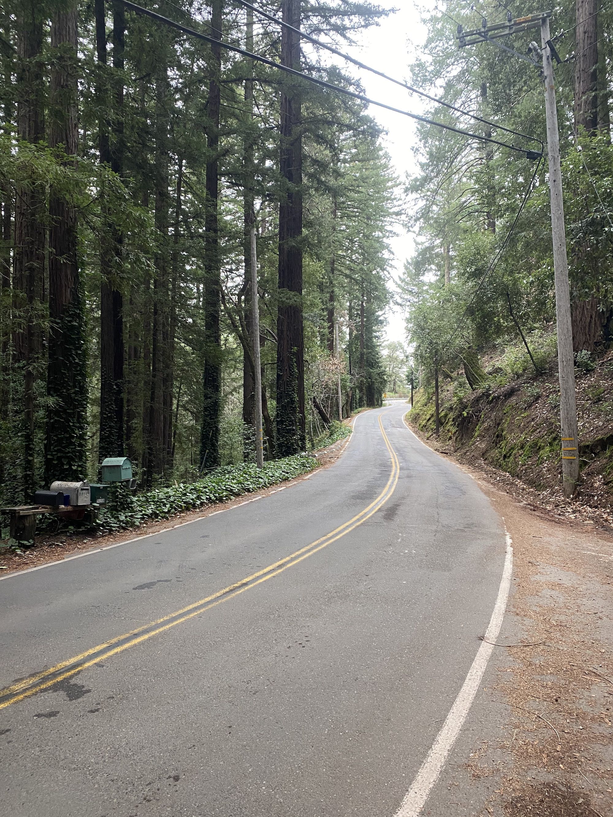 A narrow road through a forest