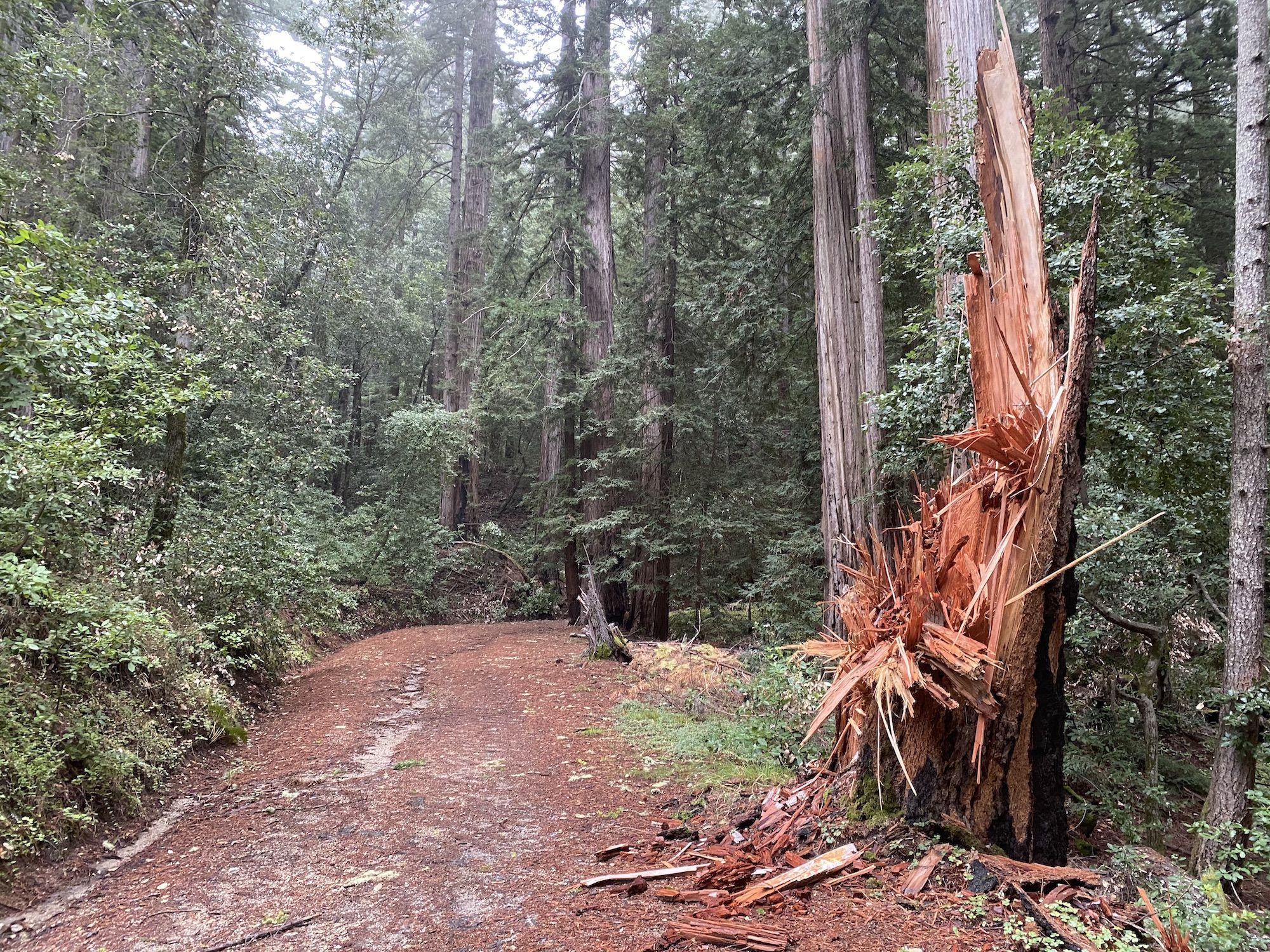 A redwood stump that looks like it exploded