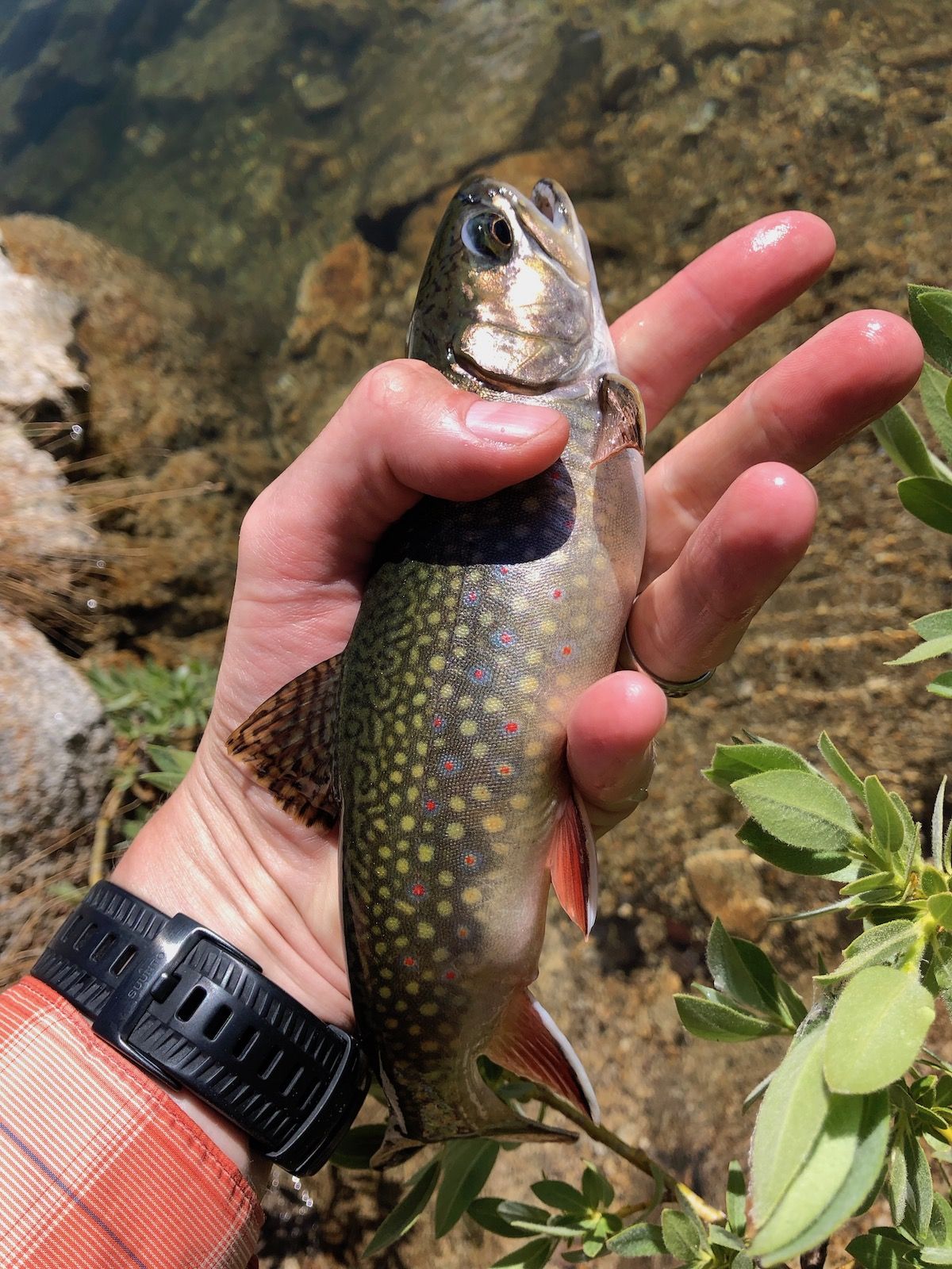 A beautiful brook trout I caught in Star Lake.