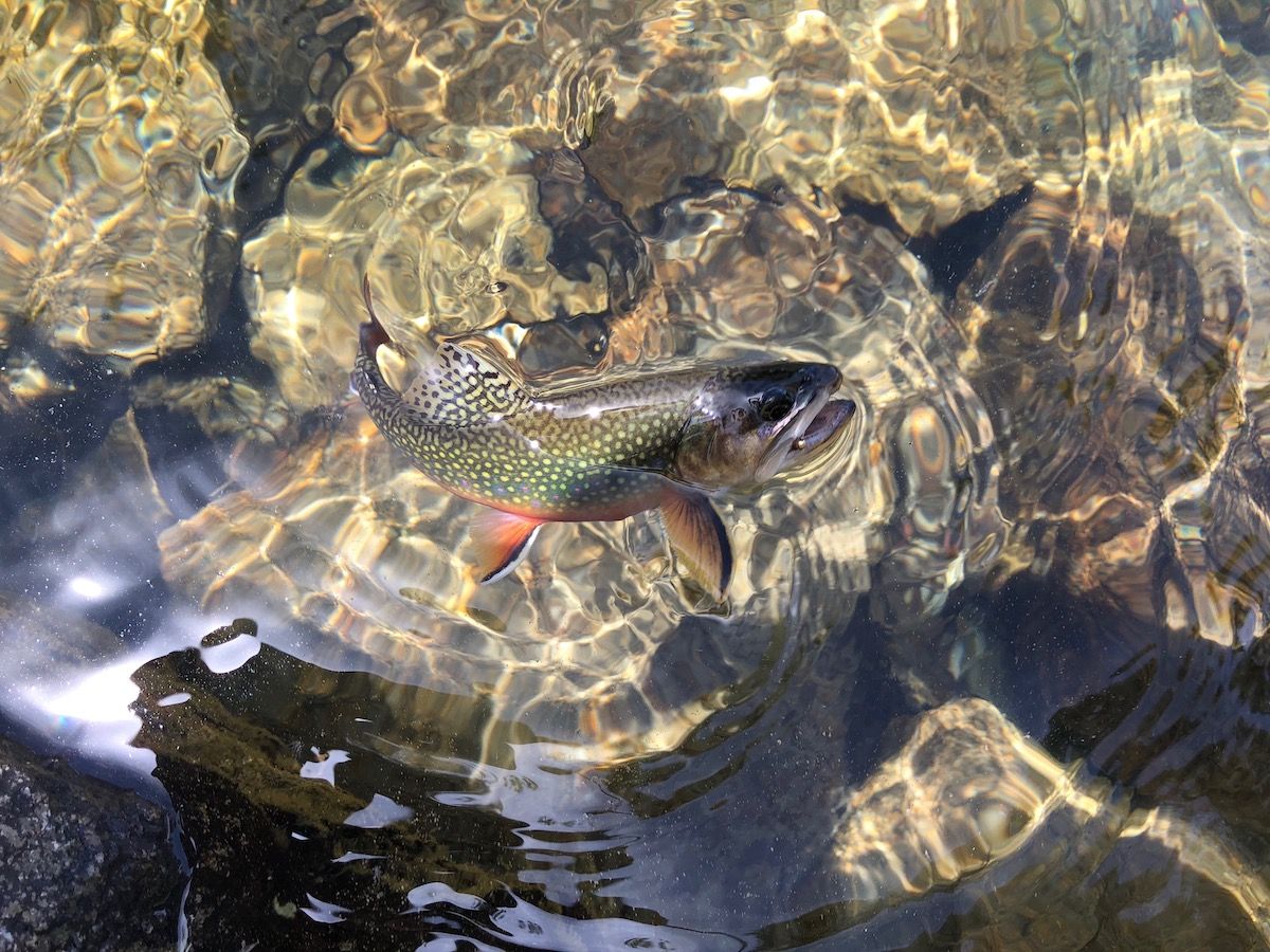 A brook trout in Bear Creek.