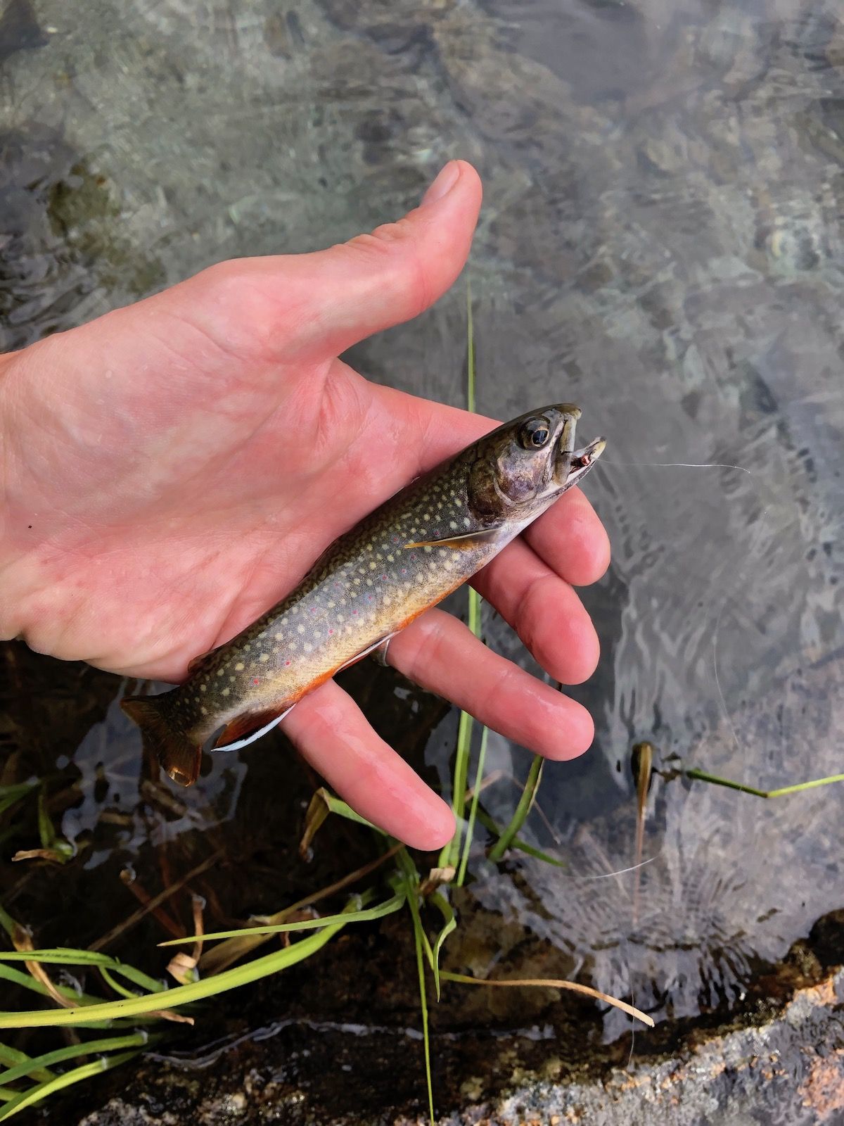 A massive brook trout.