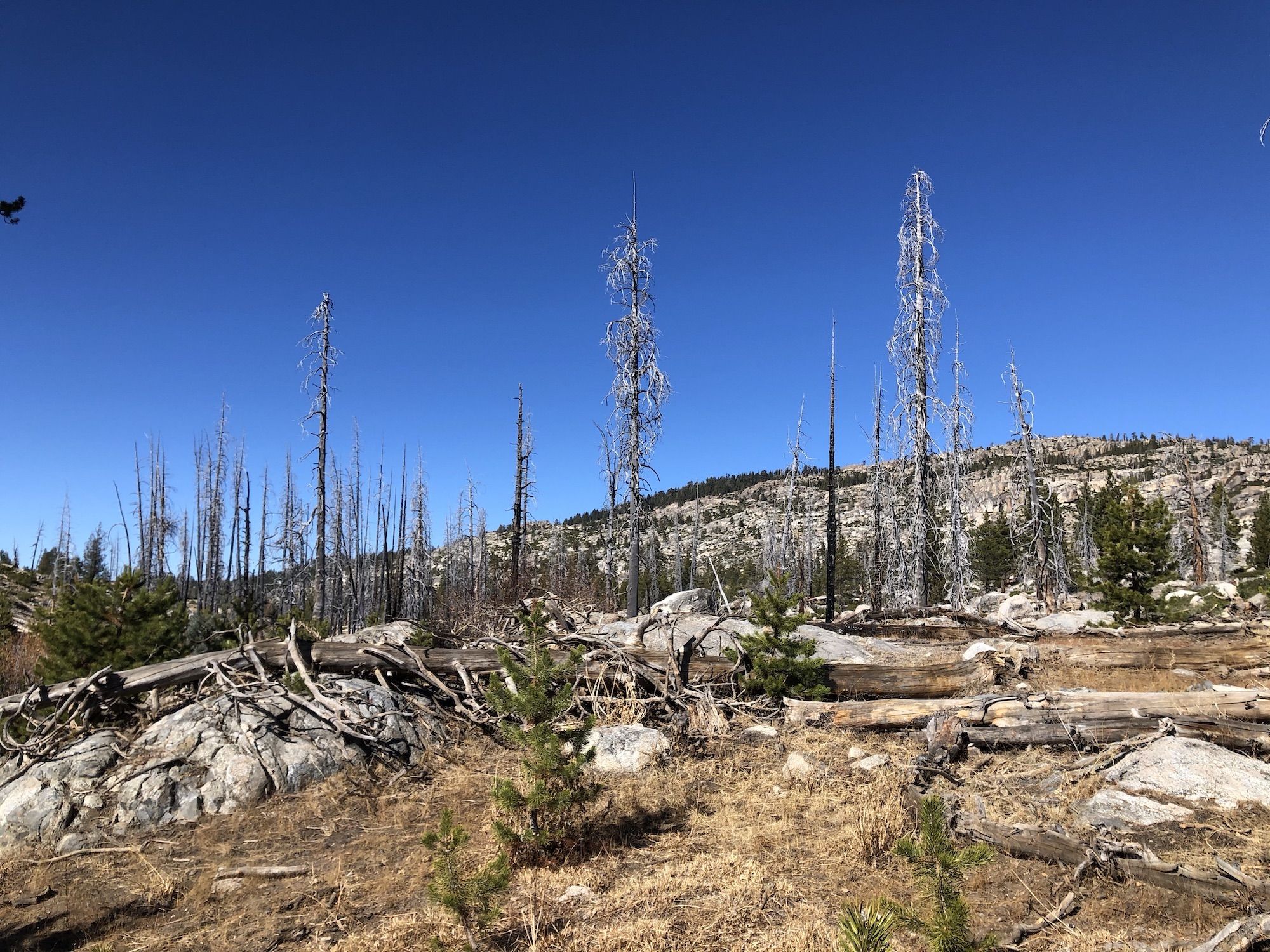 Standing dead trees with blackened trunks.