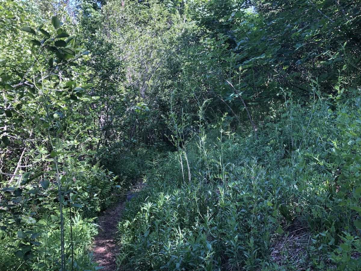 The trail was very overgrown.