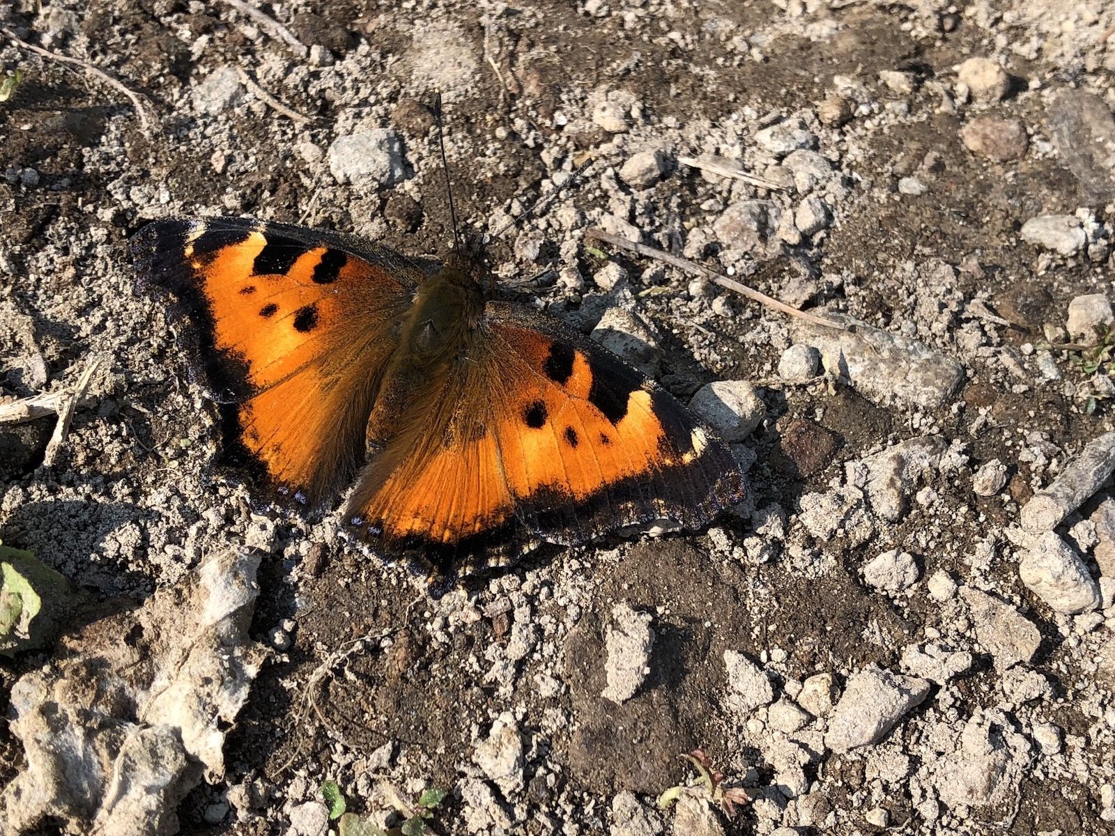 Butterfly at the spring after Mud Lake