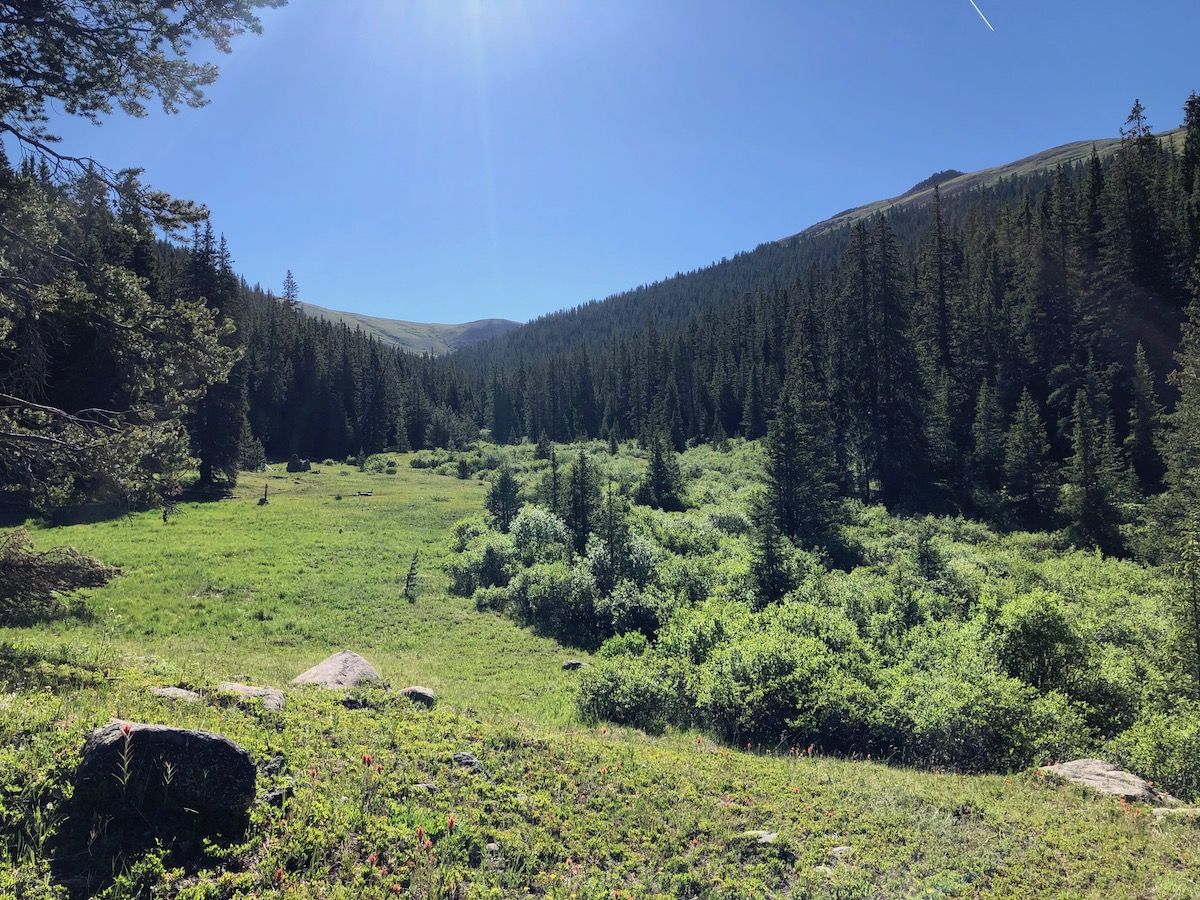 Cataract Creek meadow.