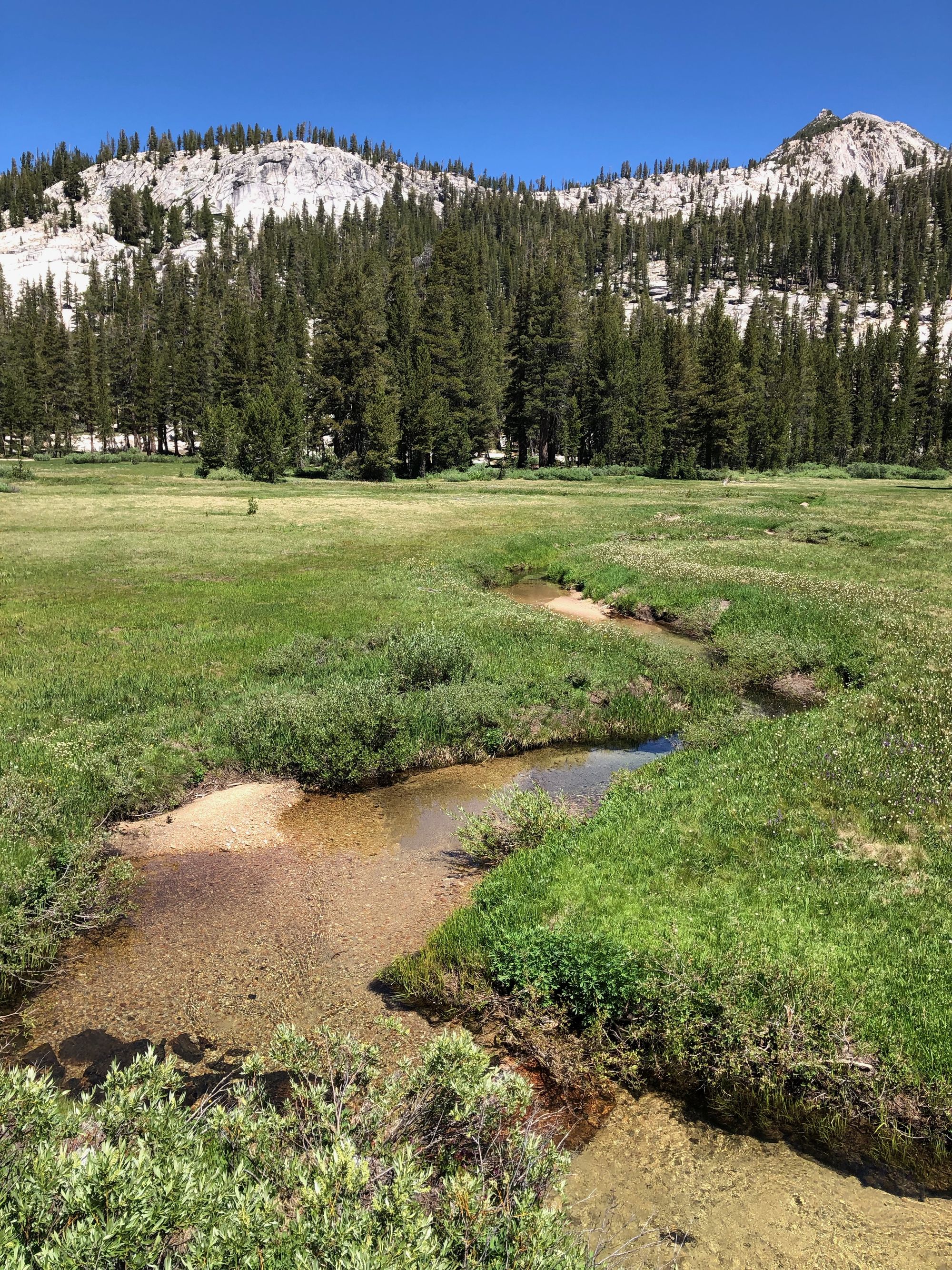 A creek running through a meadow.