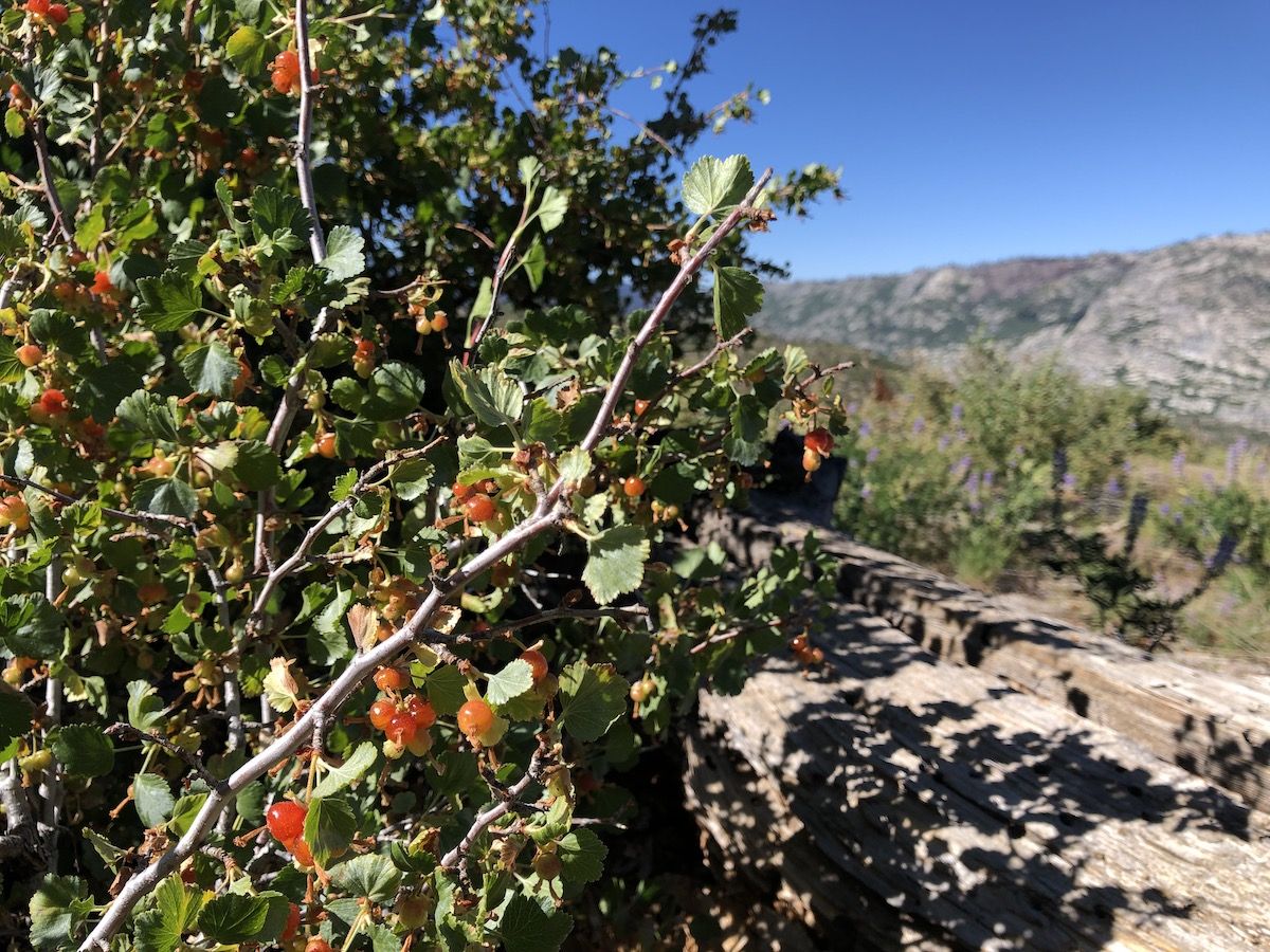 The burn area was full of berry bushes.