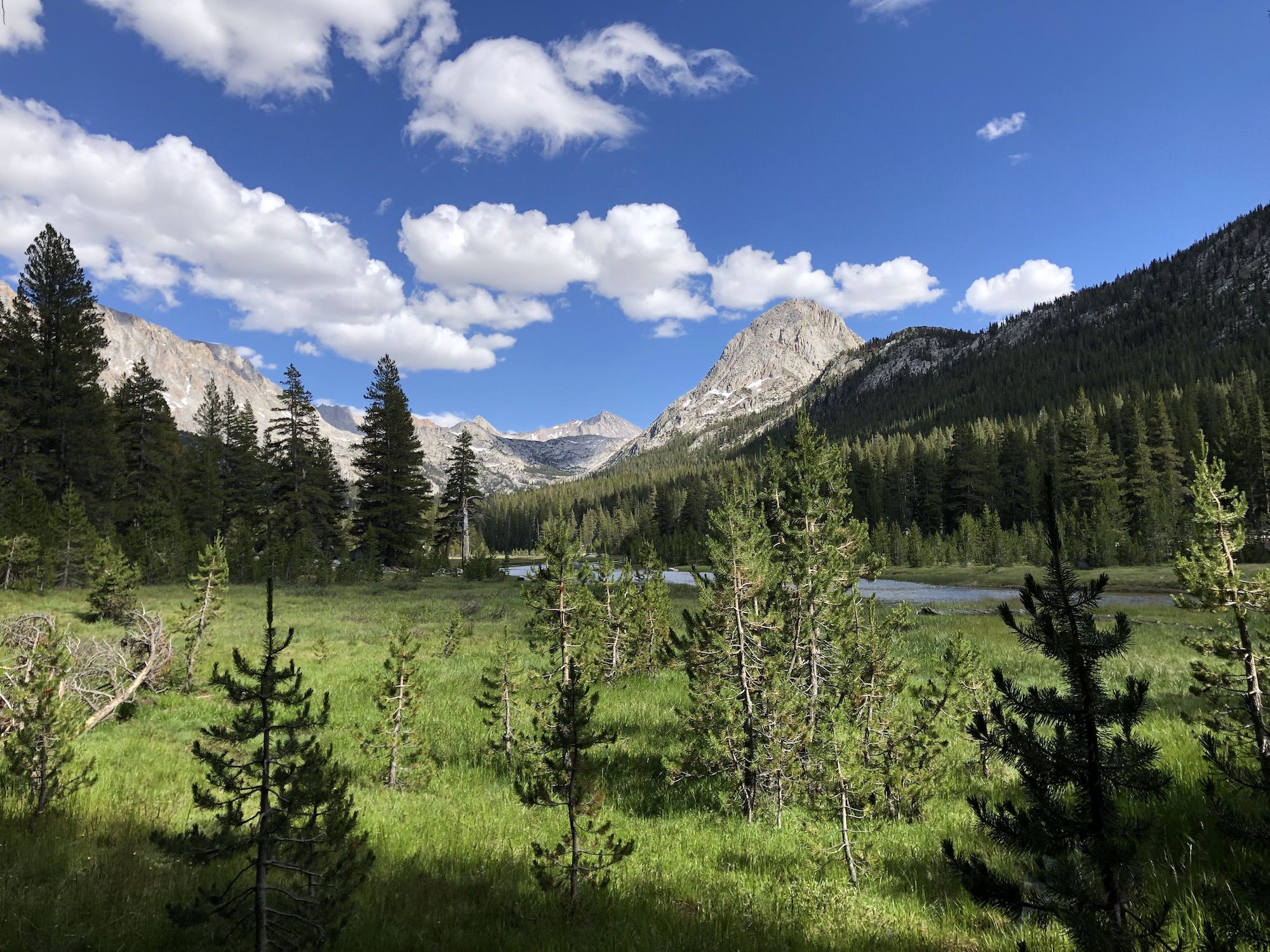 A meadow with small pine trees in the foreground and tall granite mountains in the background.