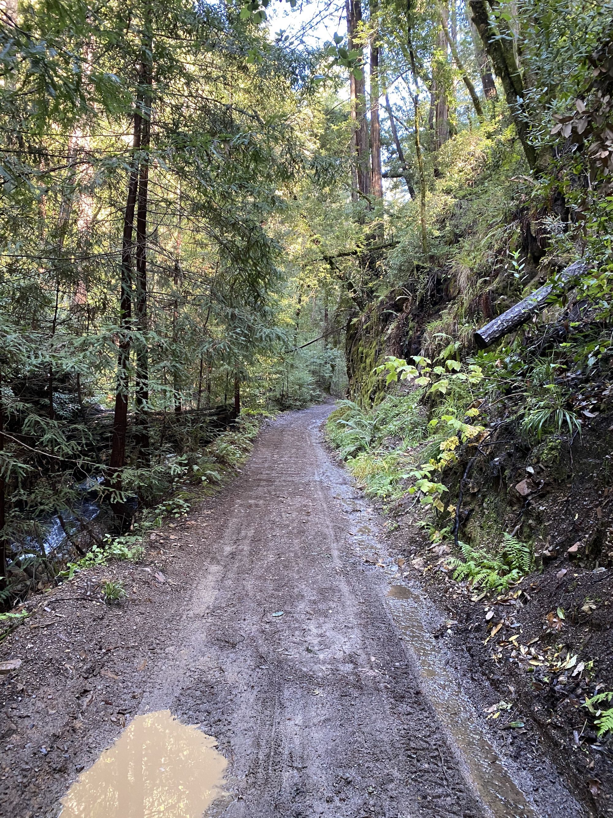 A wet dirt road with a puddle