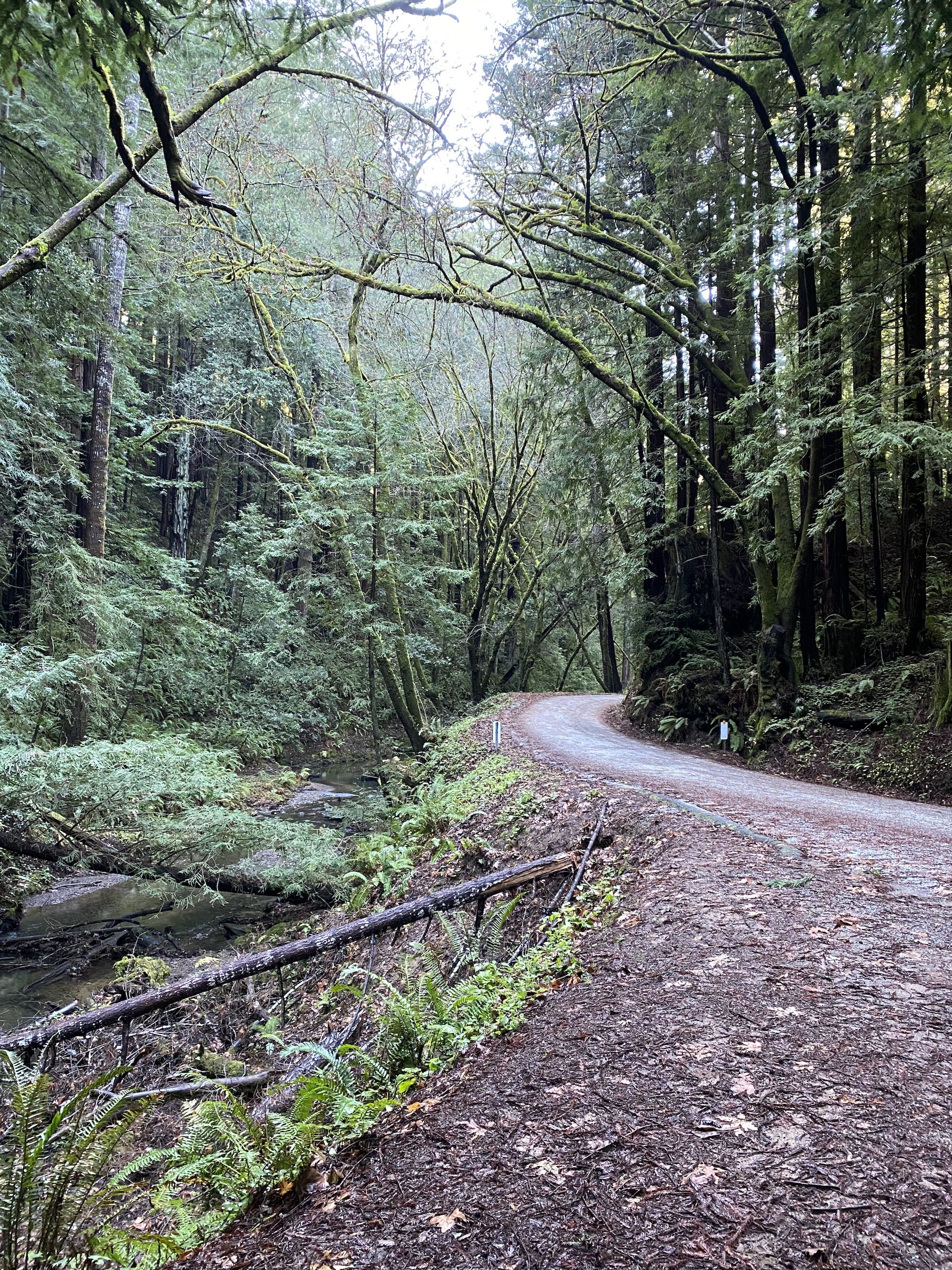 A small road running through thick forest, along a creek