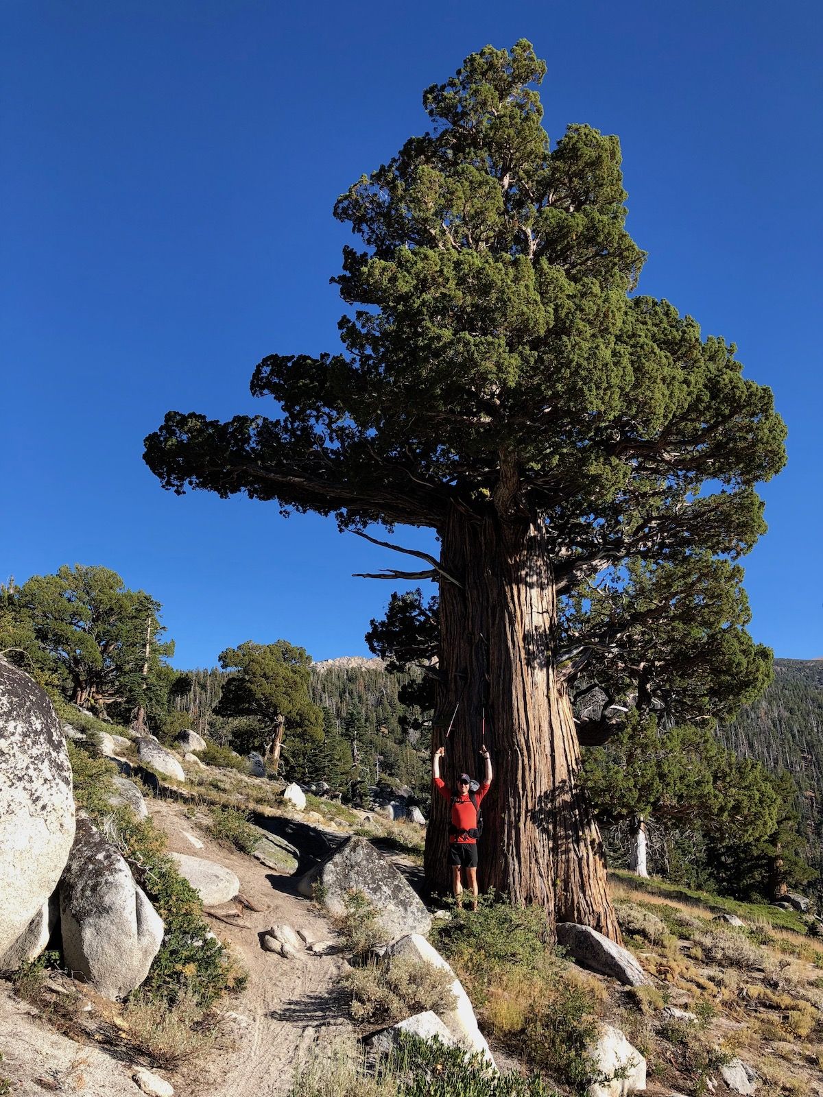 Gin tree, a.k.a. juniper.