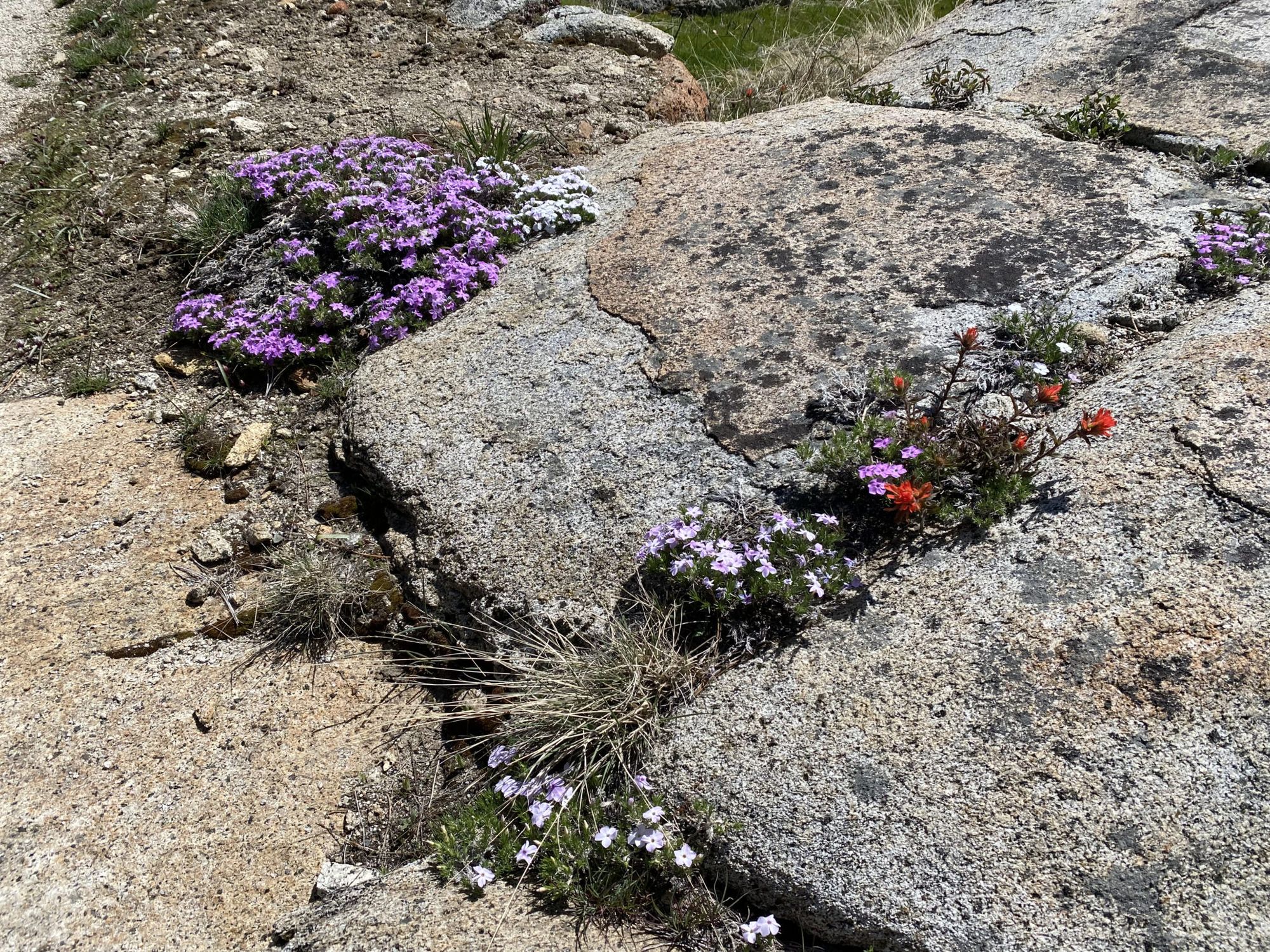 Small flowers growing out of cracks in a rock. 