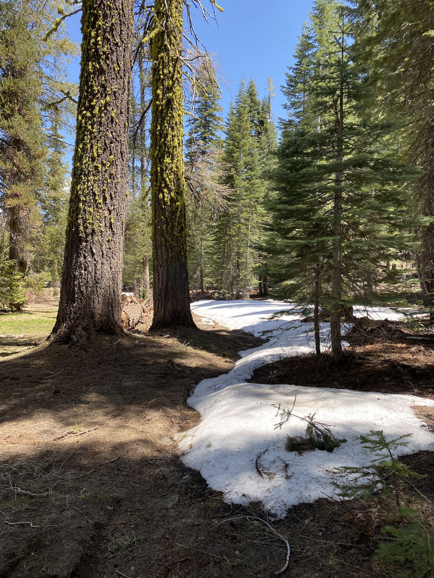 A snow patch in the shade below trees.