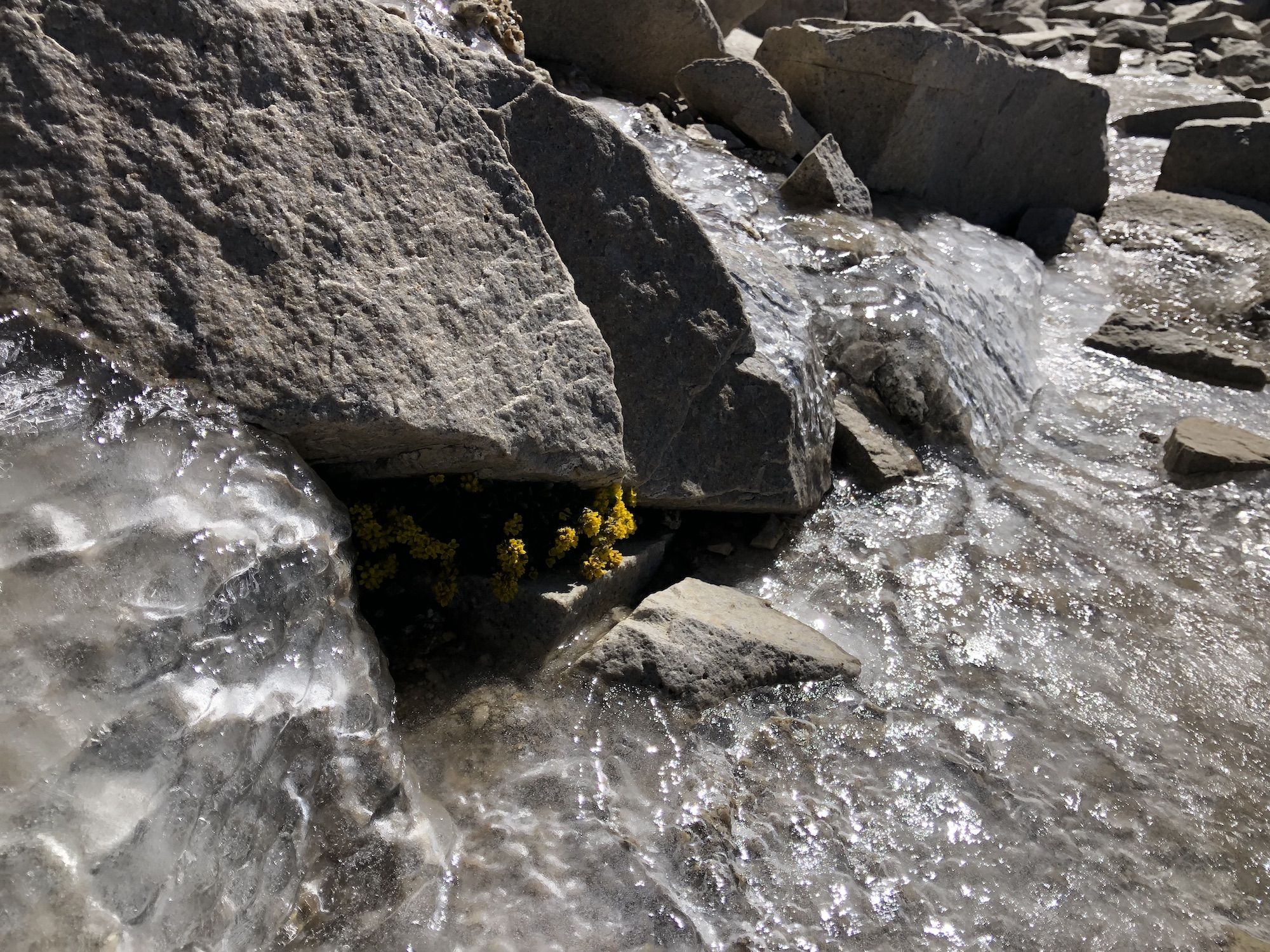 Flowers growing in a rock crack surrounded by newly frozen ice.