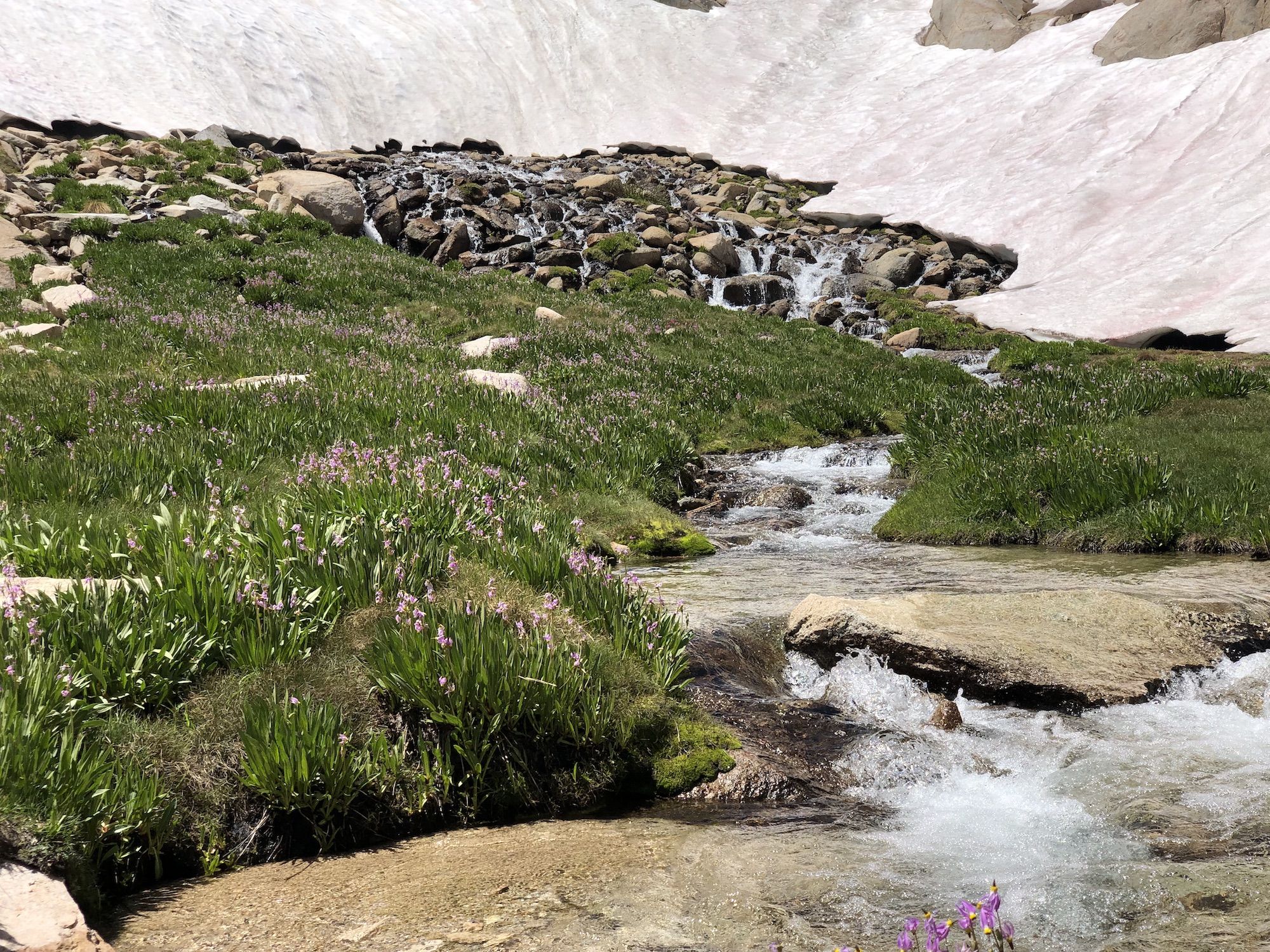 Pink flowers growing next to a stream flowing from a snow field.