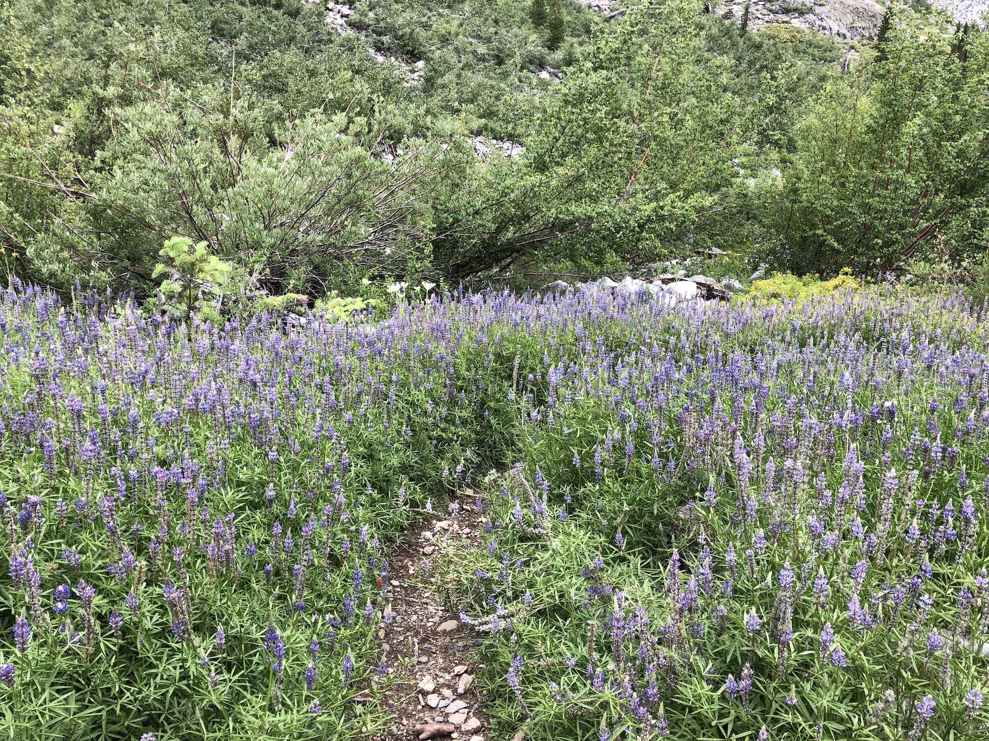 A thicket of lupines and willows. 