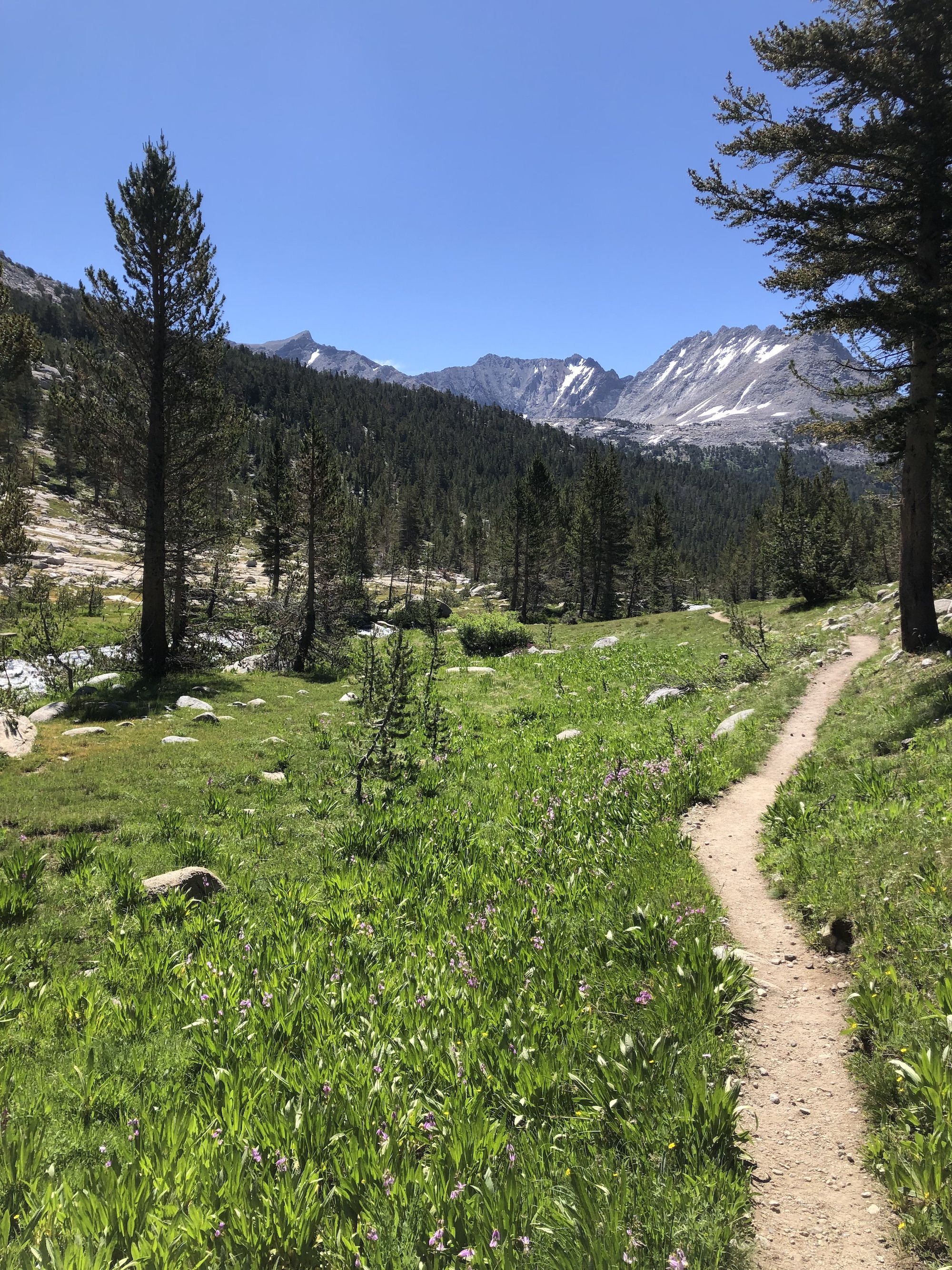 A path going through a meadow of flowers next to a creek.