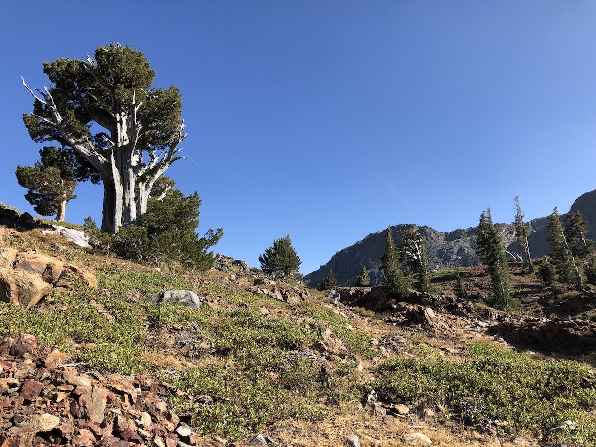 Red rocks and juniper trees.