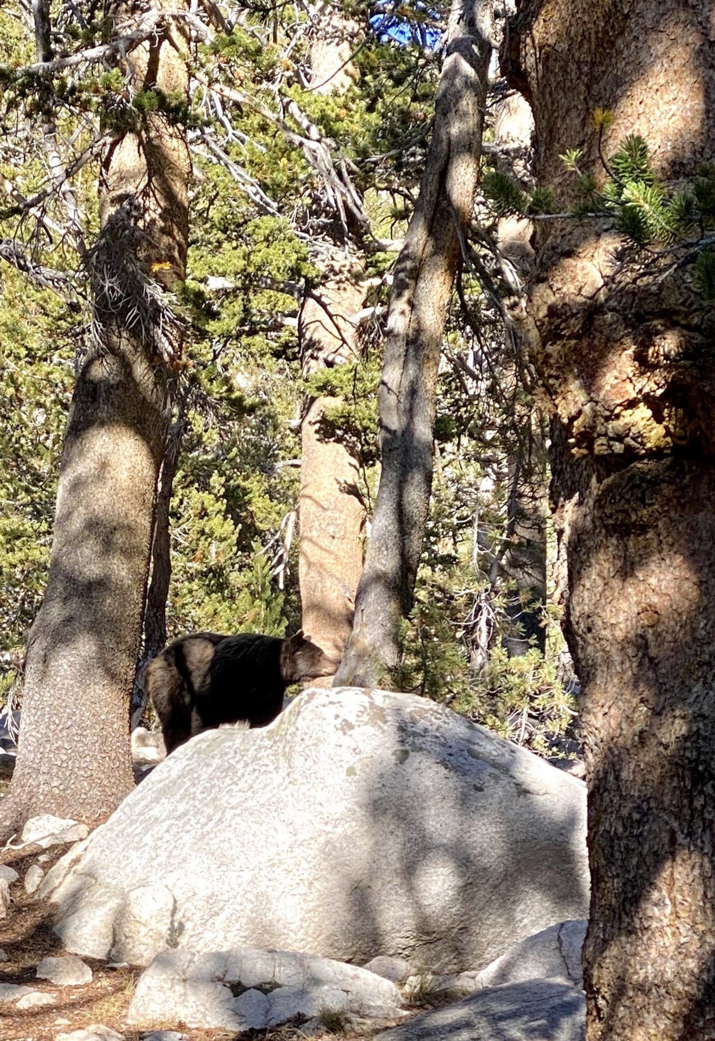 A black bear behind a rock