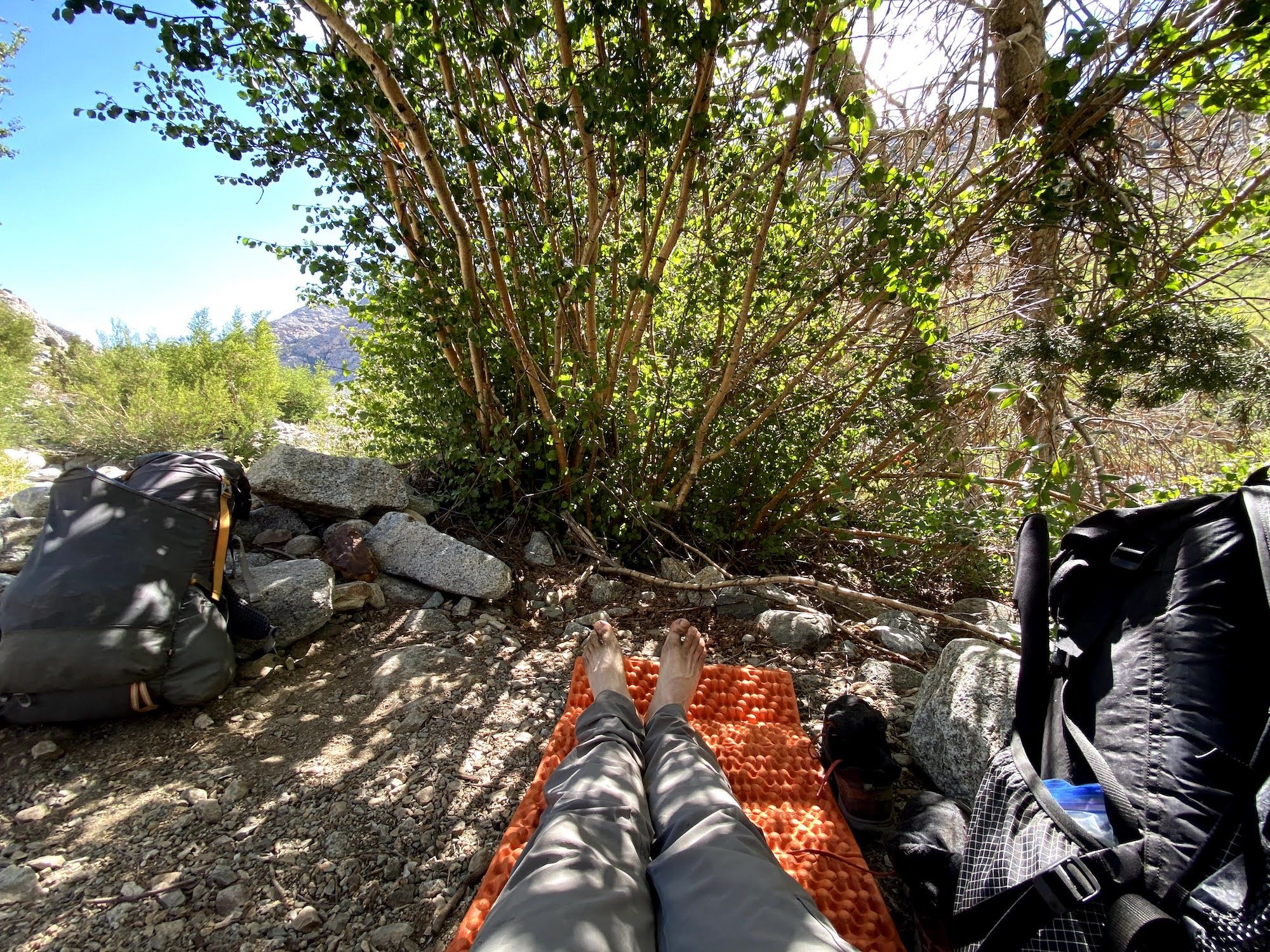 A man laying in the shade under birches.