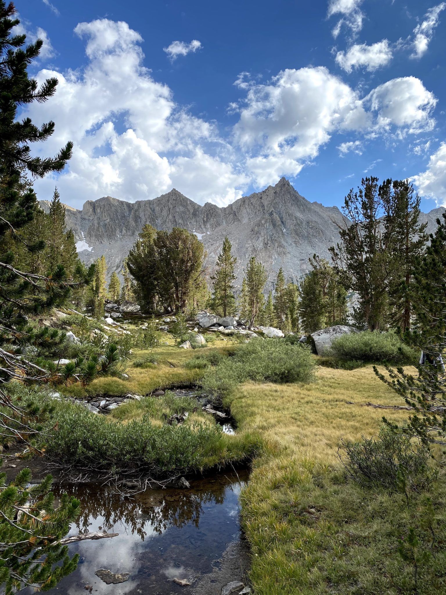 A meadow with a small stream and pine trees.