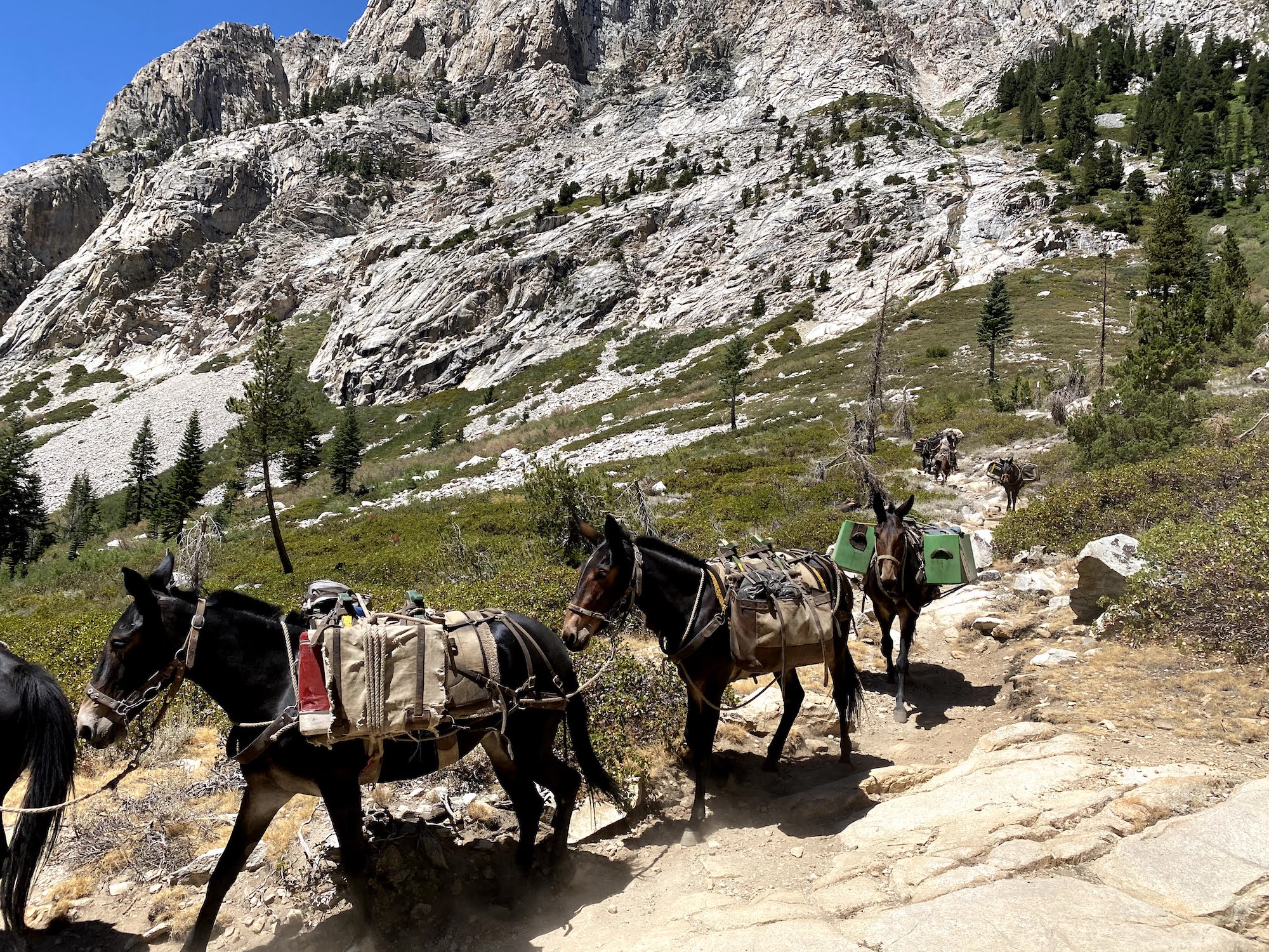 A mule train coming down a mountain