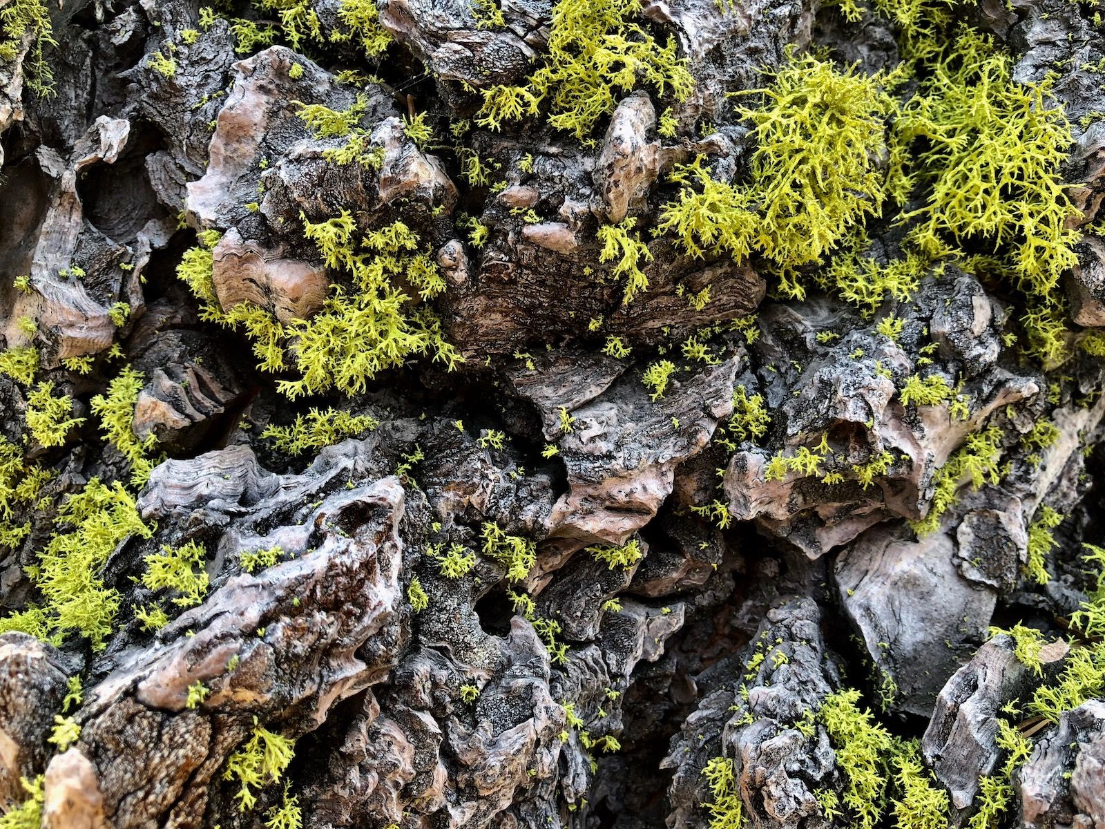 Bright green lichen on a tree.