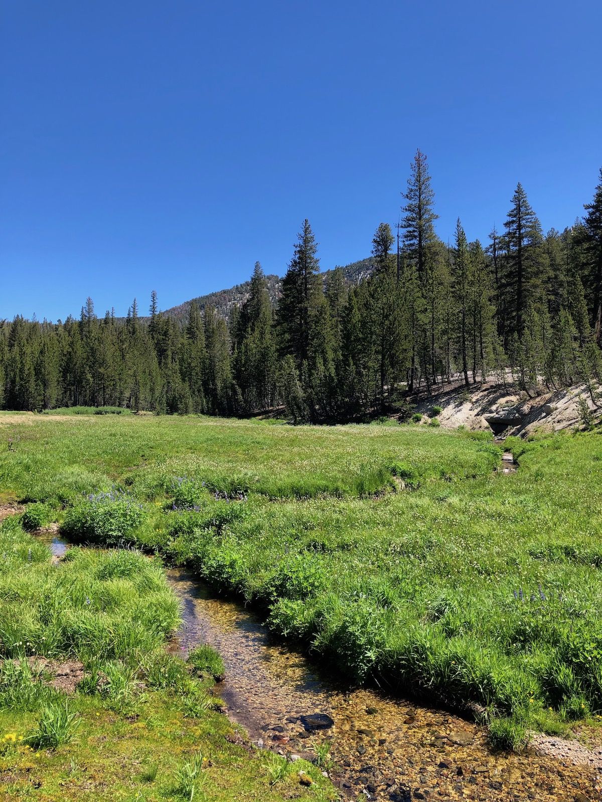 After a long dry stretch, the trail came to a meadow with a stream.