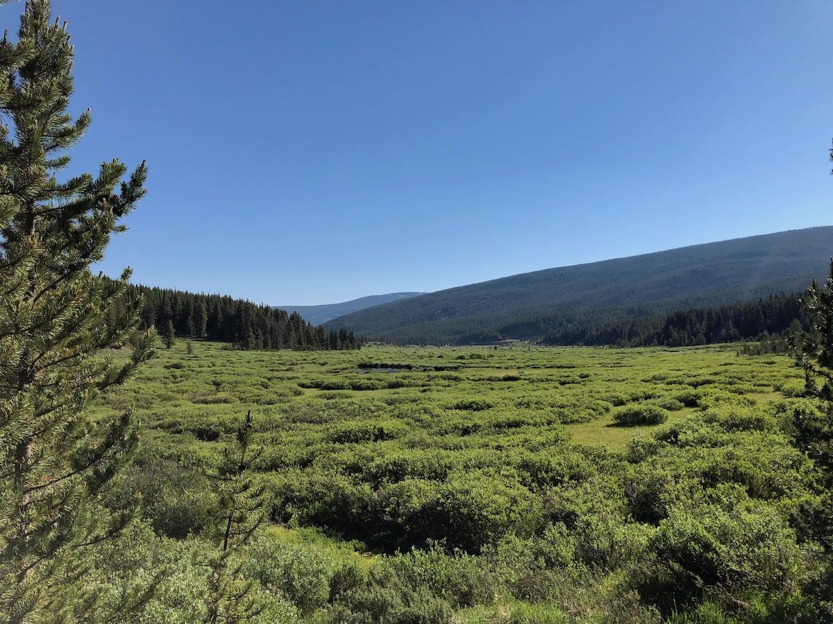 Meadow around Mitchell Creek.