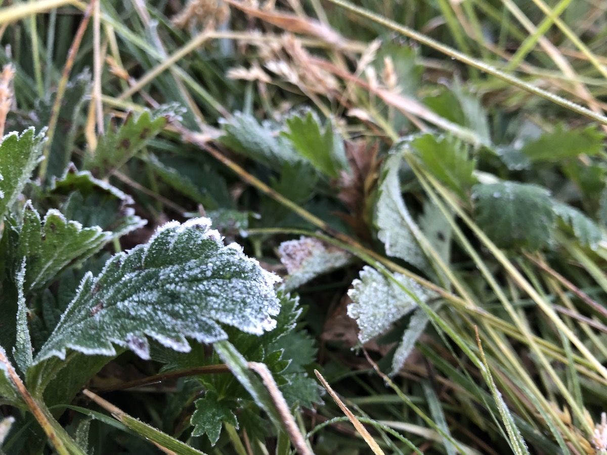 Morning Frost.