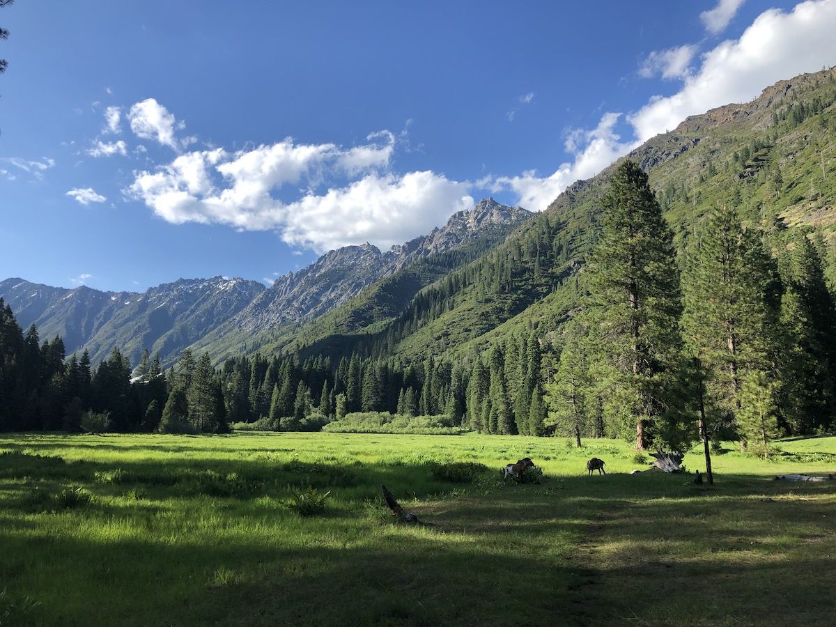 Morris Meadow with some goats in the foreground.